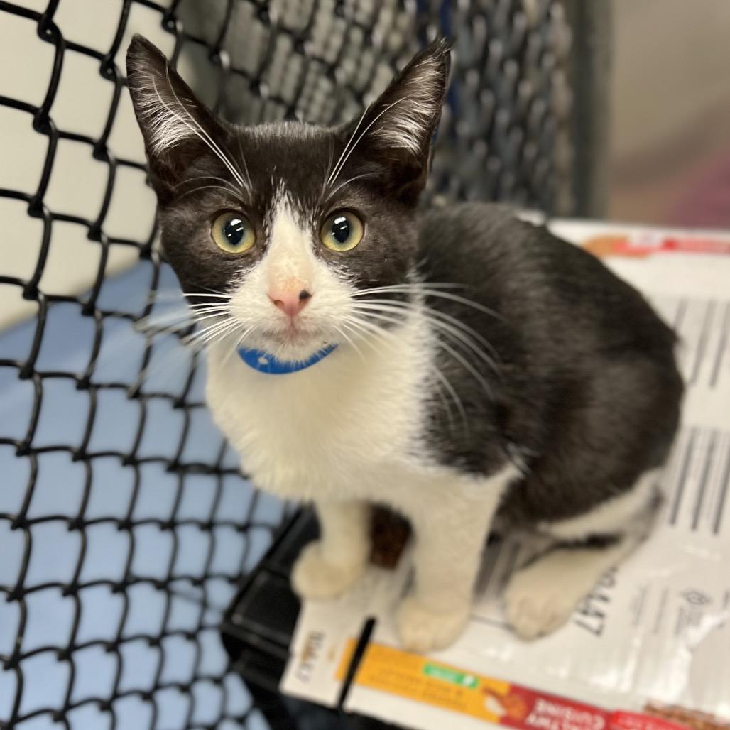 Enlarge Waffle, a Adoptable Domestic Short Hair in Wantagh, NY image 2/6