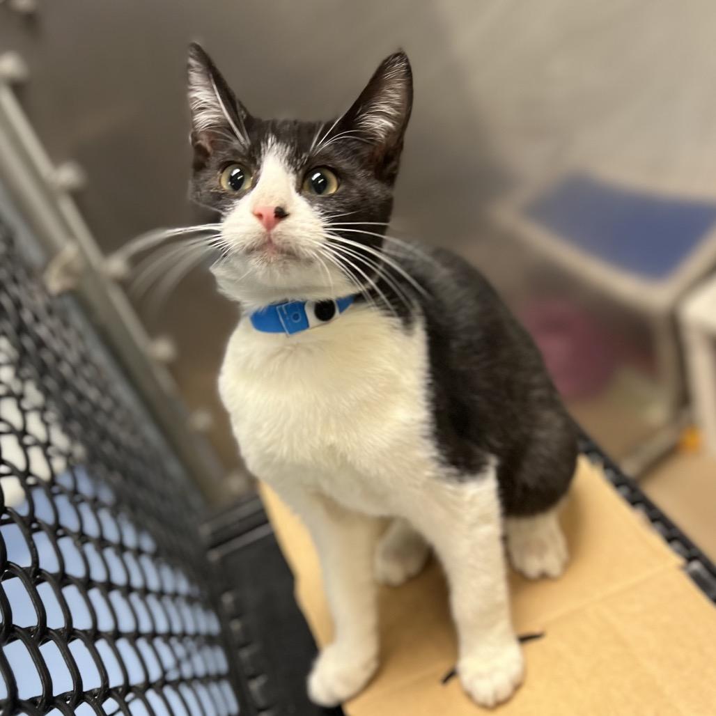 Enlarge Waffle, a Adoptable Domestic Short Hair in Wantagh, NY image 3/6