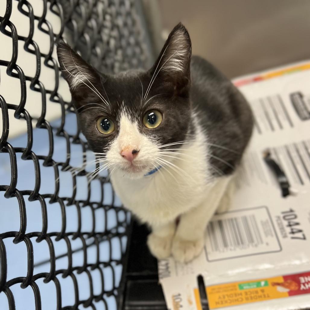 Enlarge Waffle, a Adoptable Domestic Short Hair in Wantagh, NY image 4/6