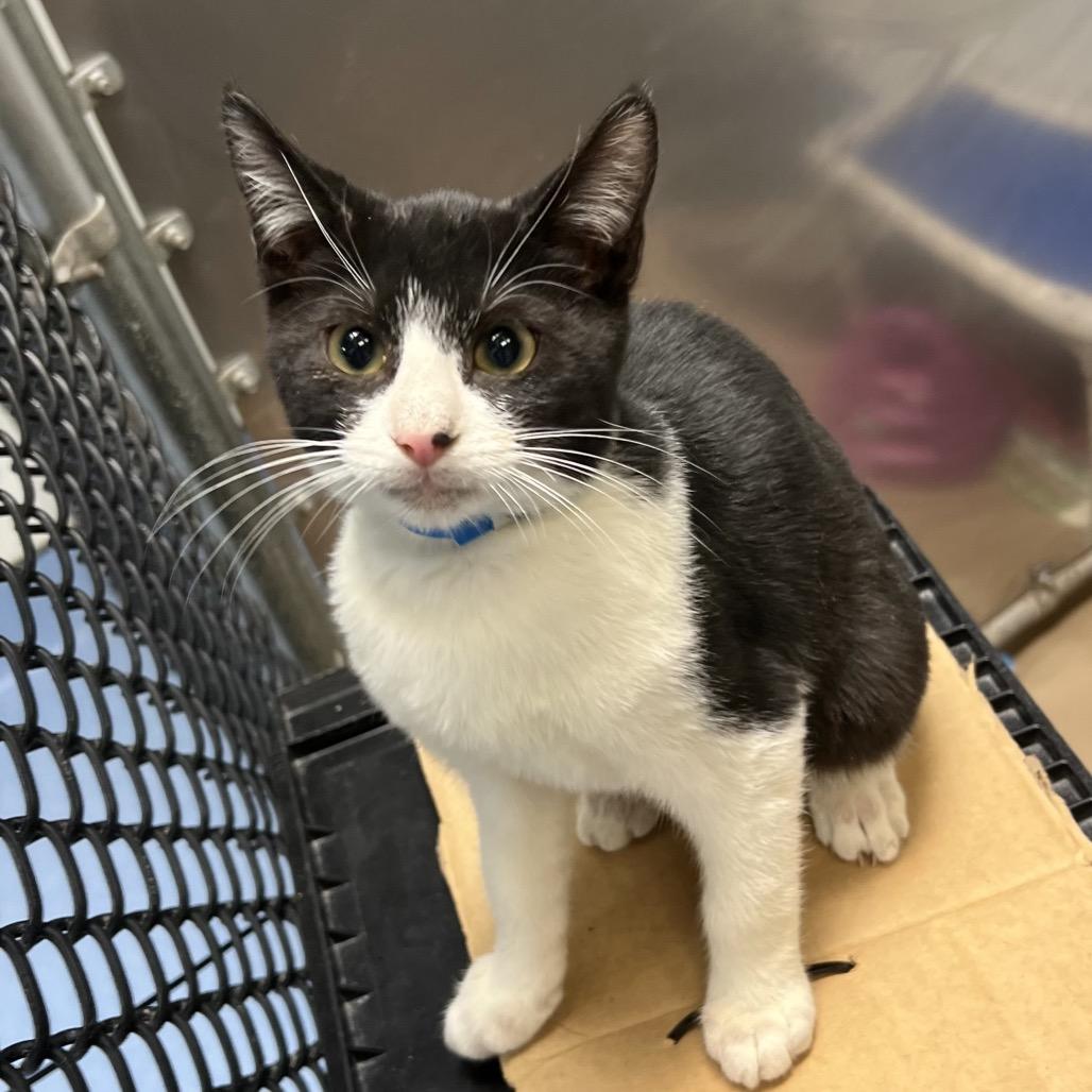 Enlarge Waffle, a Adoptable Domestic Short Hair in Wantagh, NY image 5/6