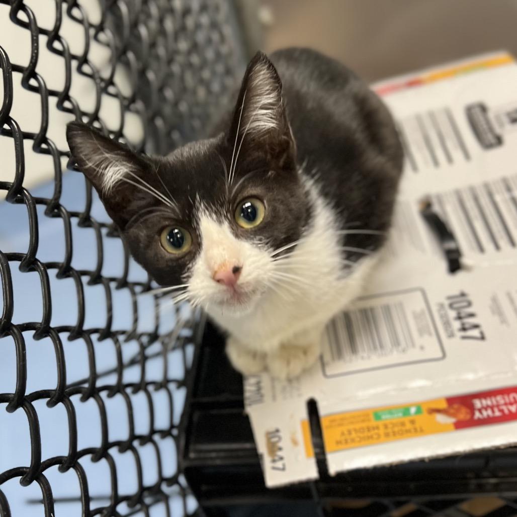 Enlarge Waffle, a Adoptable Domestic Short Hair in Wantagh, NY image 6/6