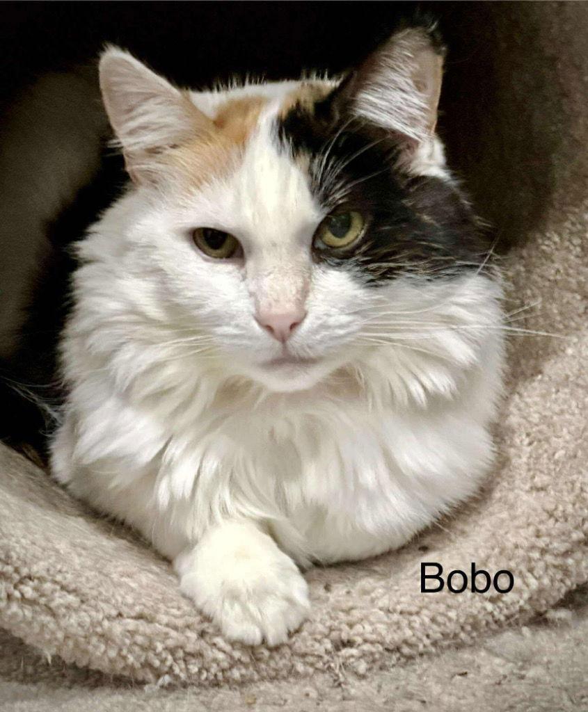 Bobo, Adoptable, Adult Female Calico & Domestic Medium Hair.