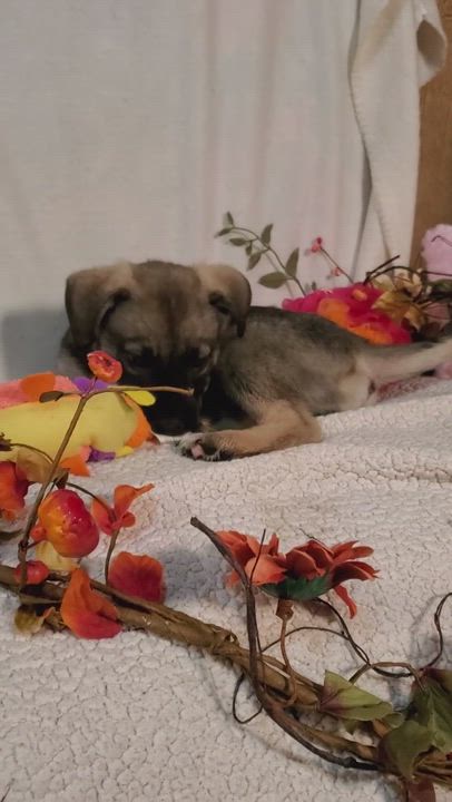 Enlarge Tootsie, a Adopted mixed breed in Wheelersburg, OH video 1/6