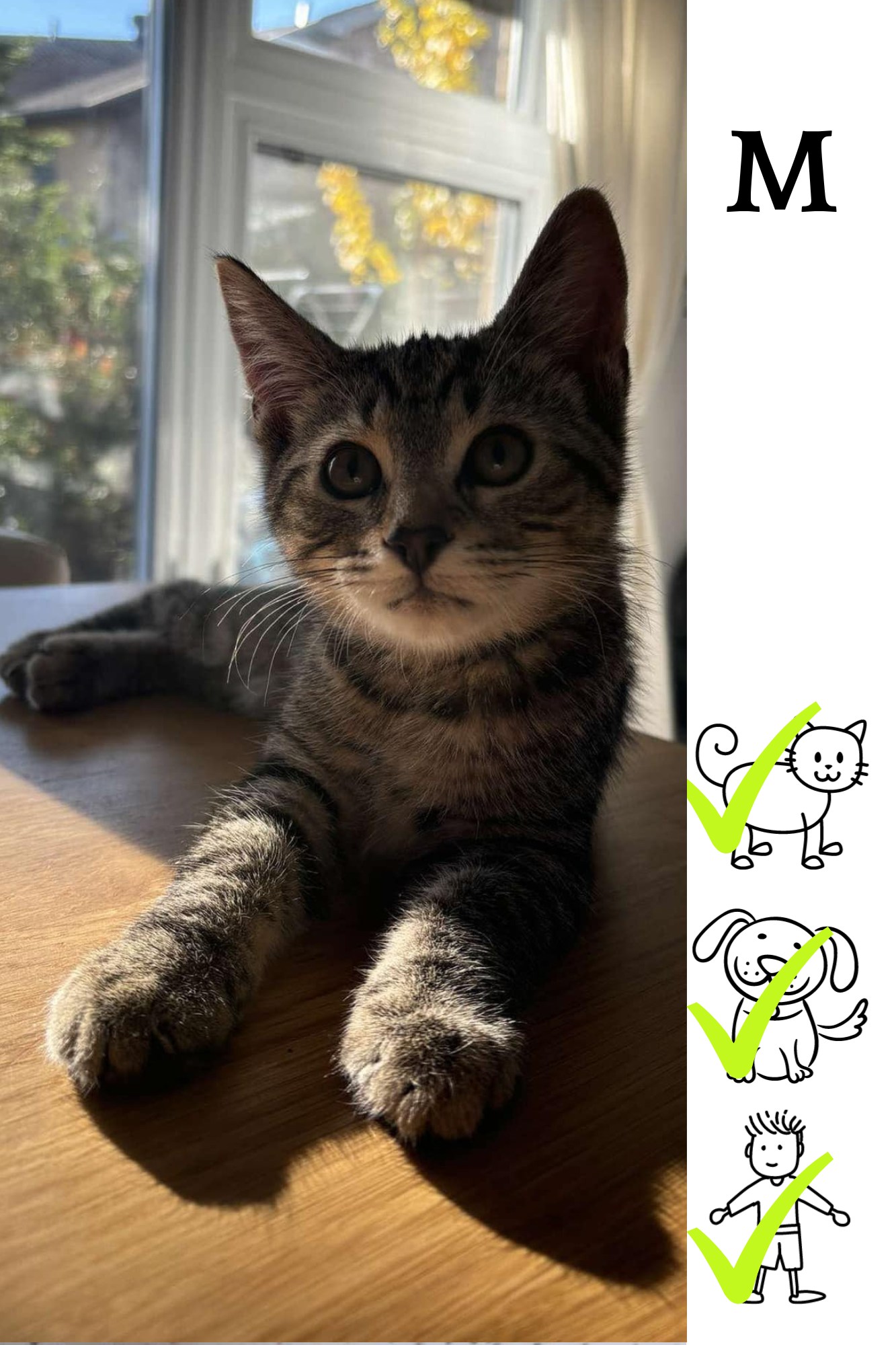 Théo, Adopted, Kitten Male Domestic Short Hair.