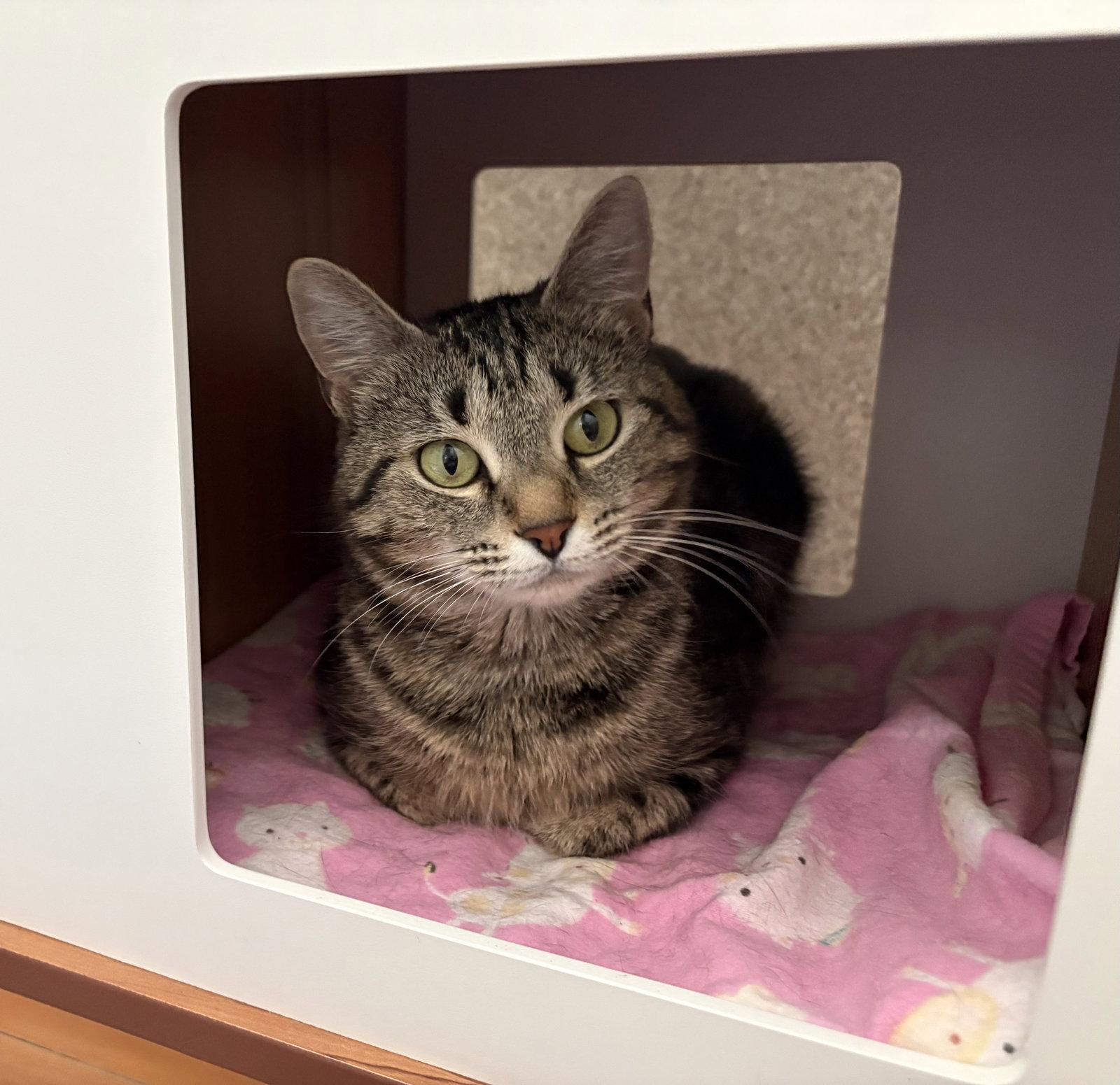 Daisy, Adoptable, Young Female Domestic Short Hair.