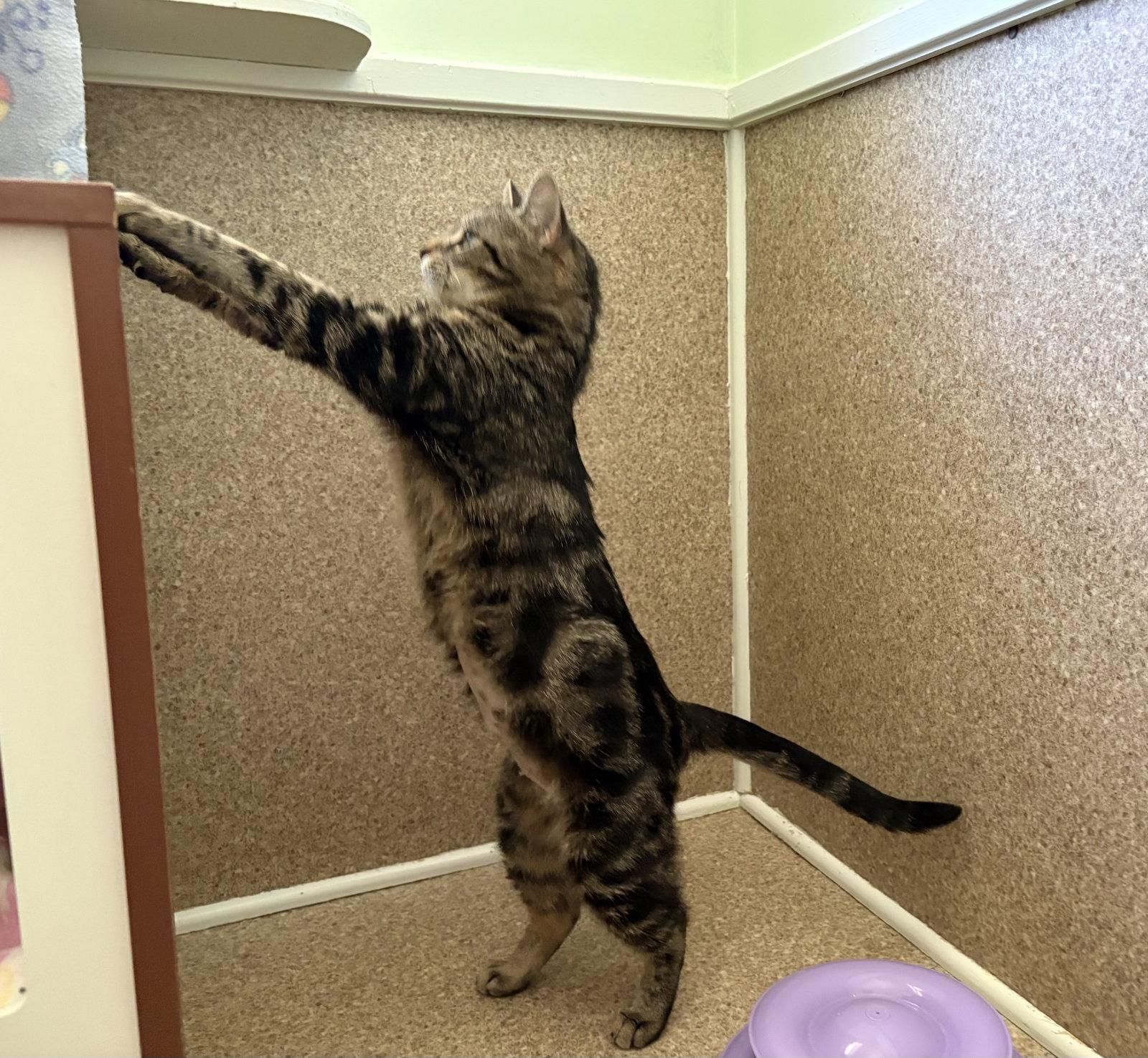 Daisy, a Adoptable Domestic Short Hair in Mc Cormick, SC image 2/3