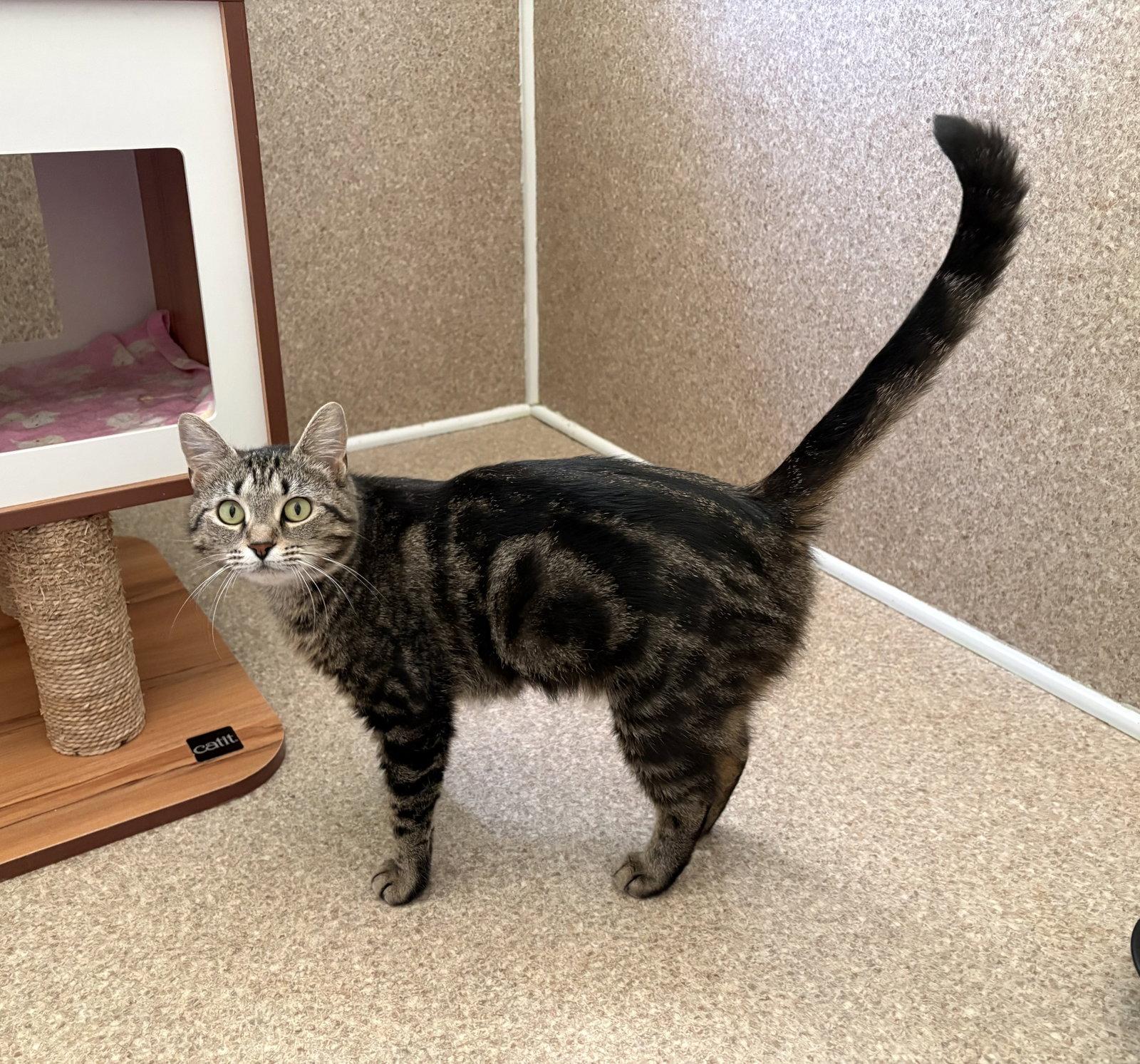 Daisy, a Adoptable Domestic Short Hair in Mc Cormick, SC image 3/3
