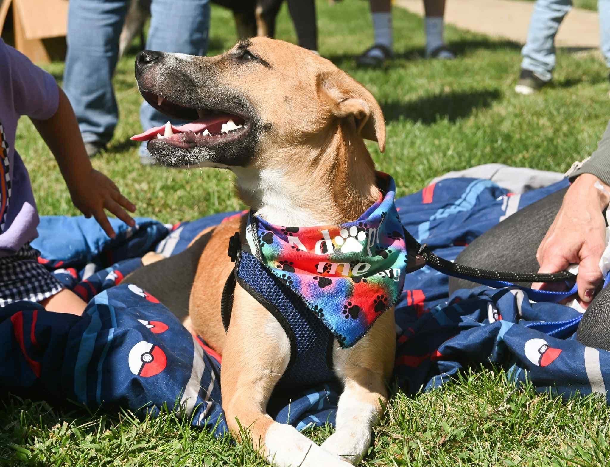 Enlarge Cooper, a Adoptable mixed breed in Palos Heights, IL image 2/3