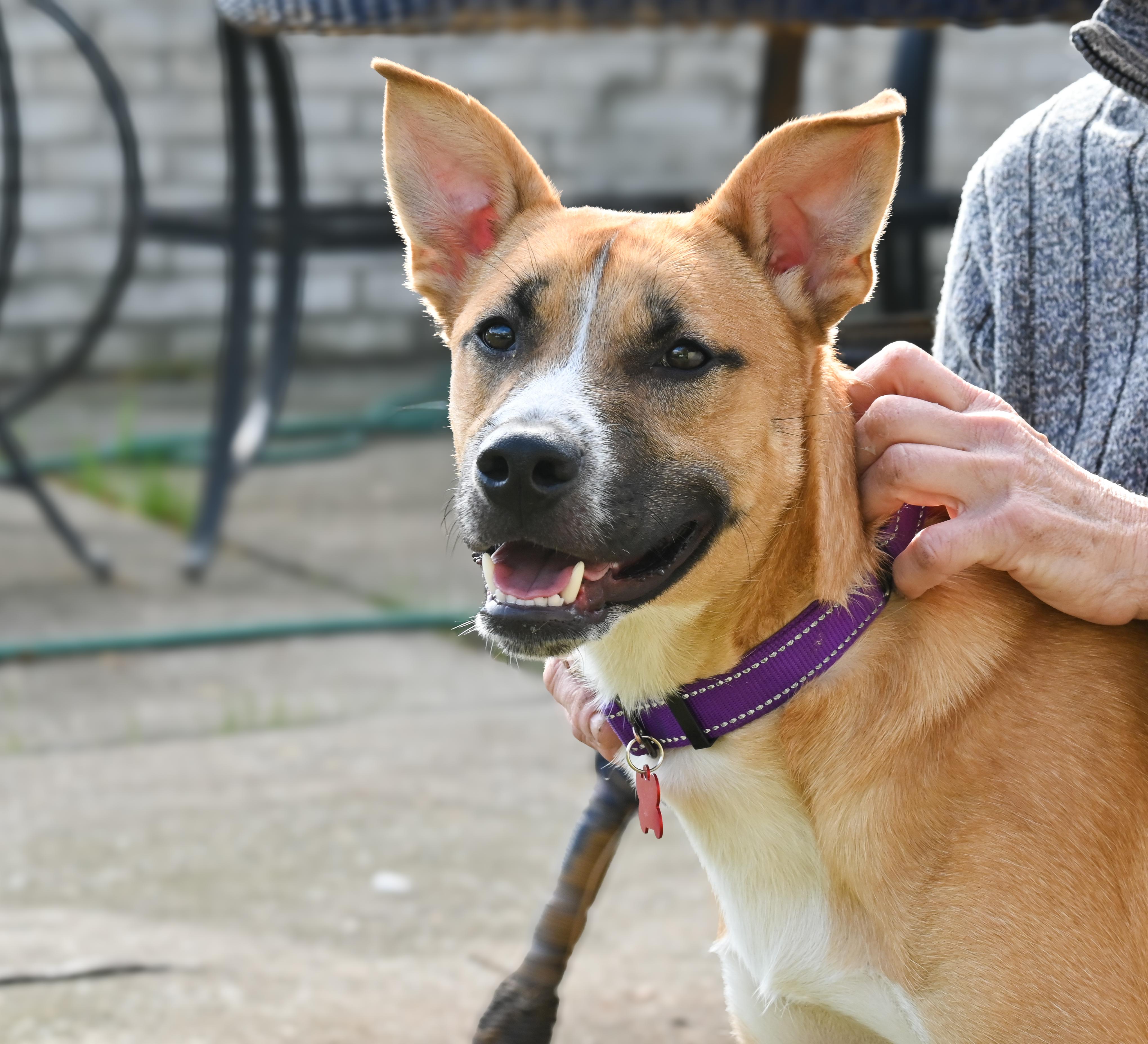 Cooper, Adoptable, Young Male Husky & Pit Bull Terrier.