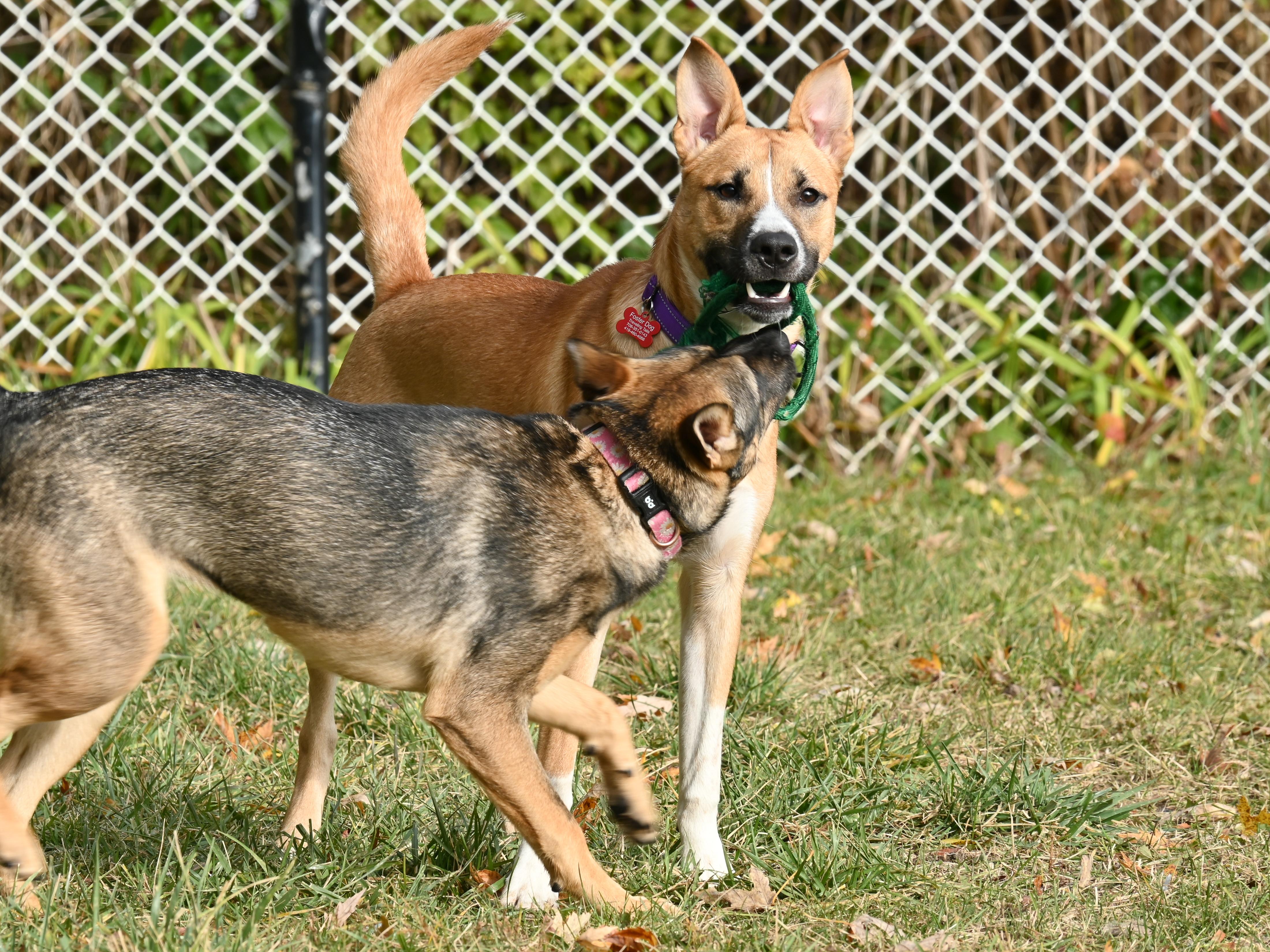 Enlarge Cooper, a Adoptable mixed breed in Palos Heights, IL image 5/5