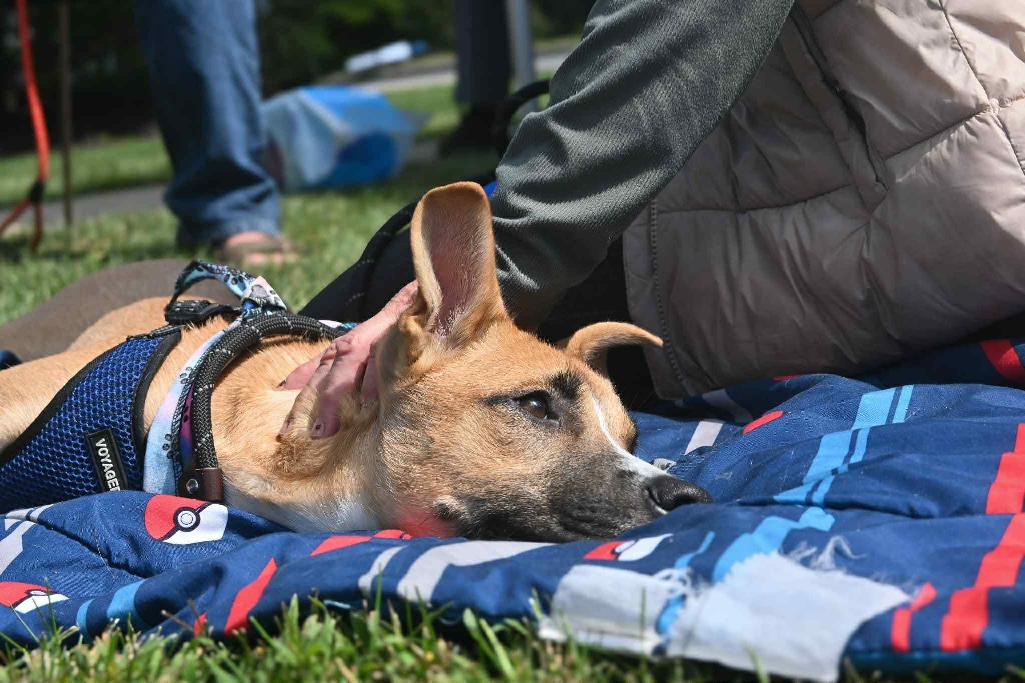 Enlarge Cooper, a Adoptable mixed breed in Palos Heights, IL image 3/3