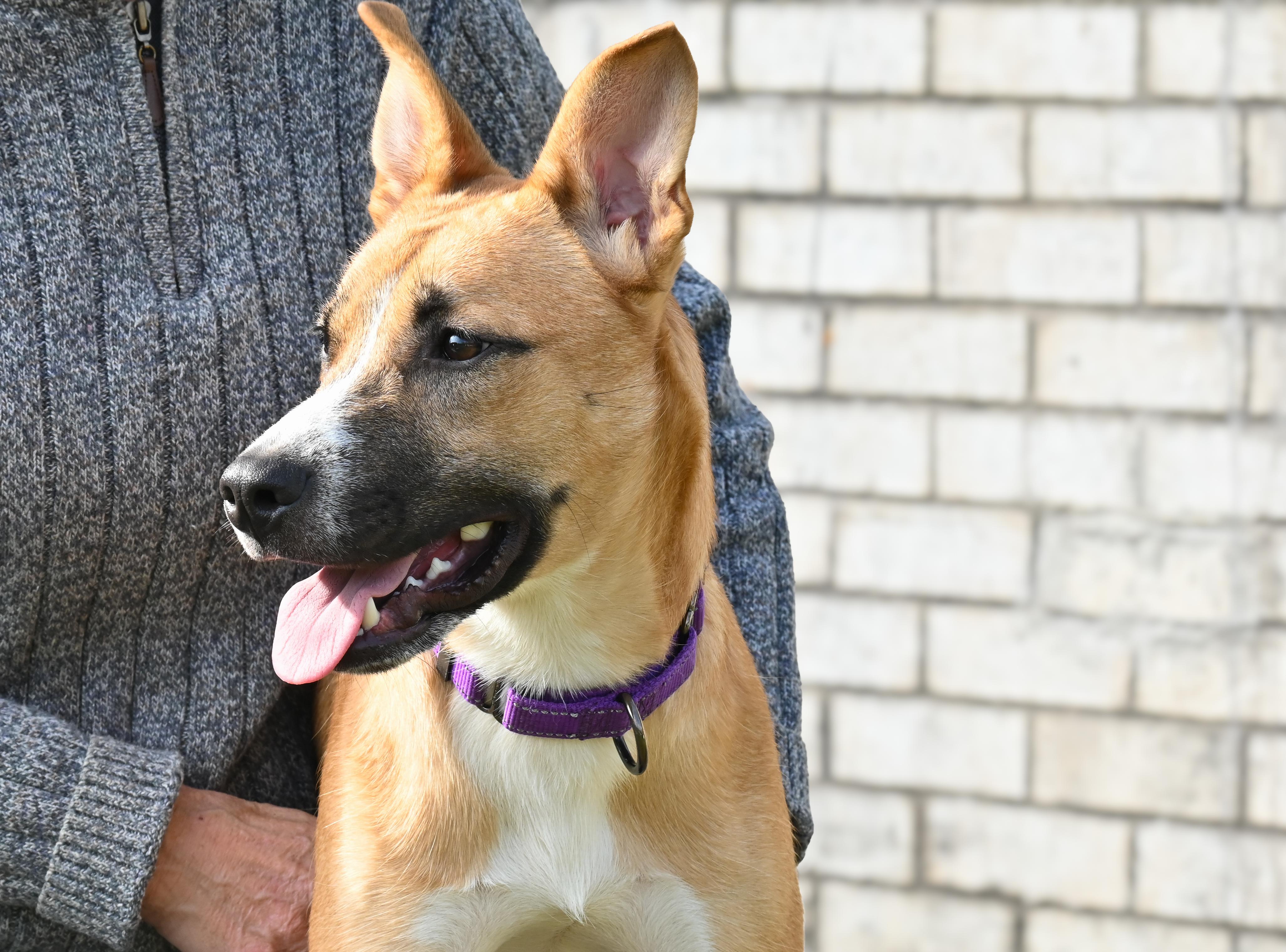 Enlarge Cooper, a Adoptable mixed breed in Palos Heights, IL image 4/5