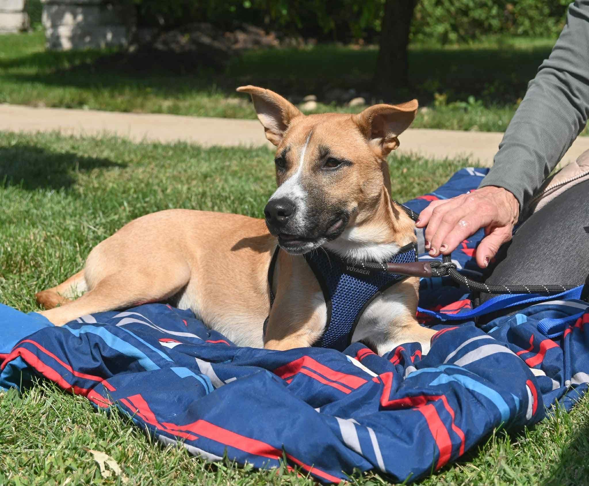 Enlarge Cooper, a Adoptable mixed breed in Palos Heights, IL image 1/3