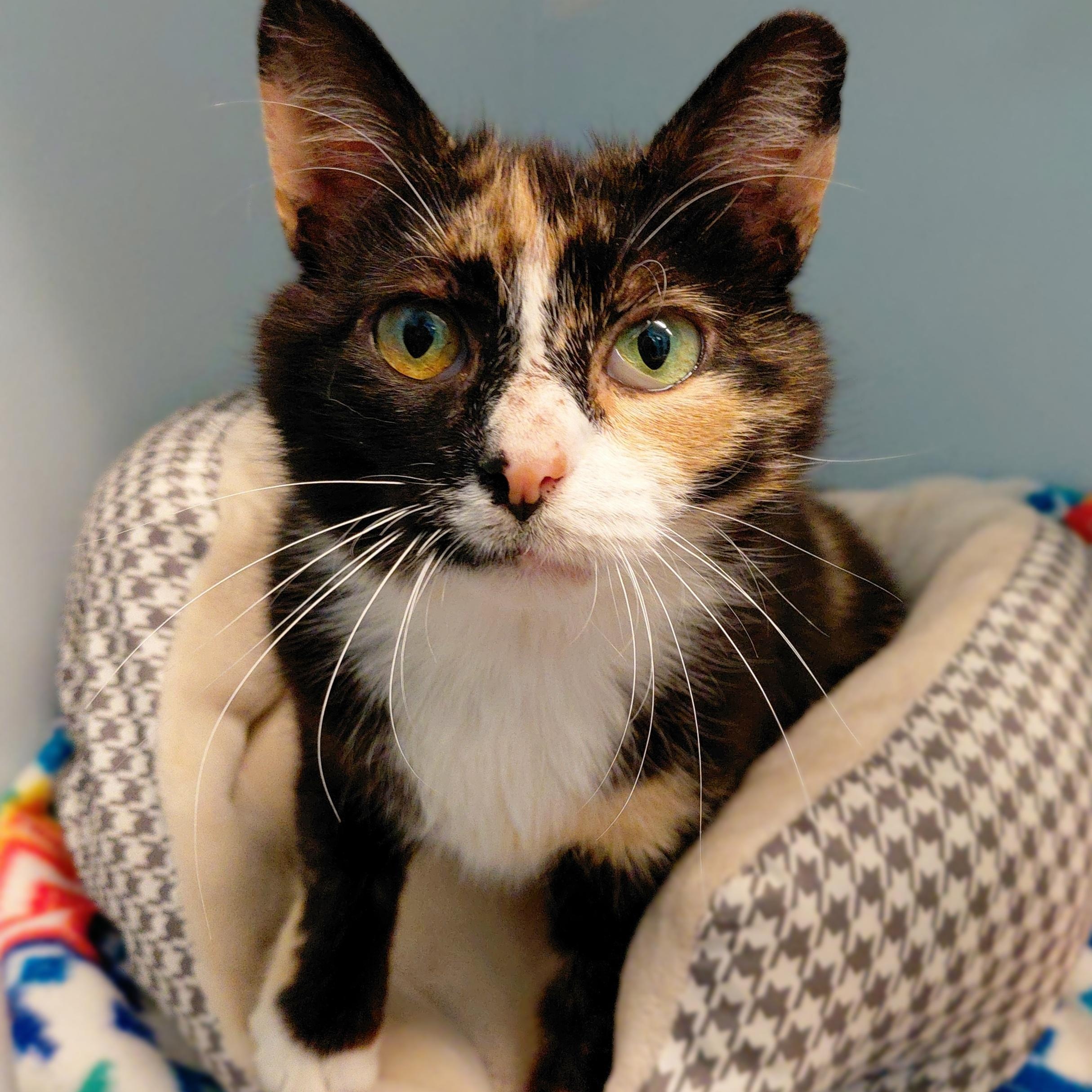 Ginger, adopted, Adult Female Domestic Short Hair.