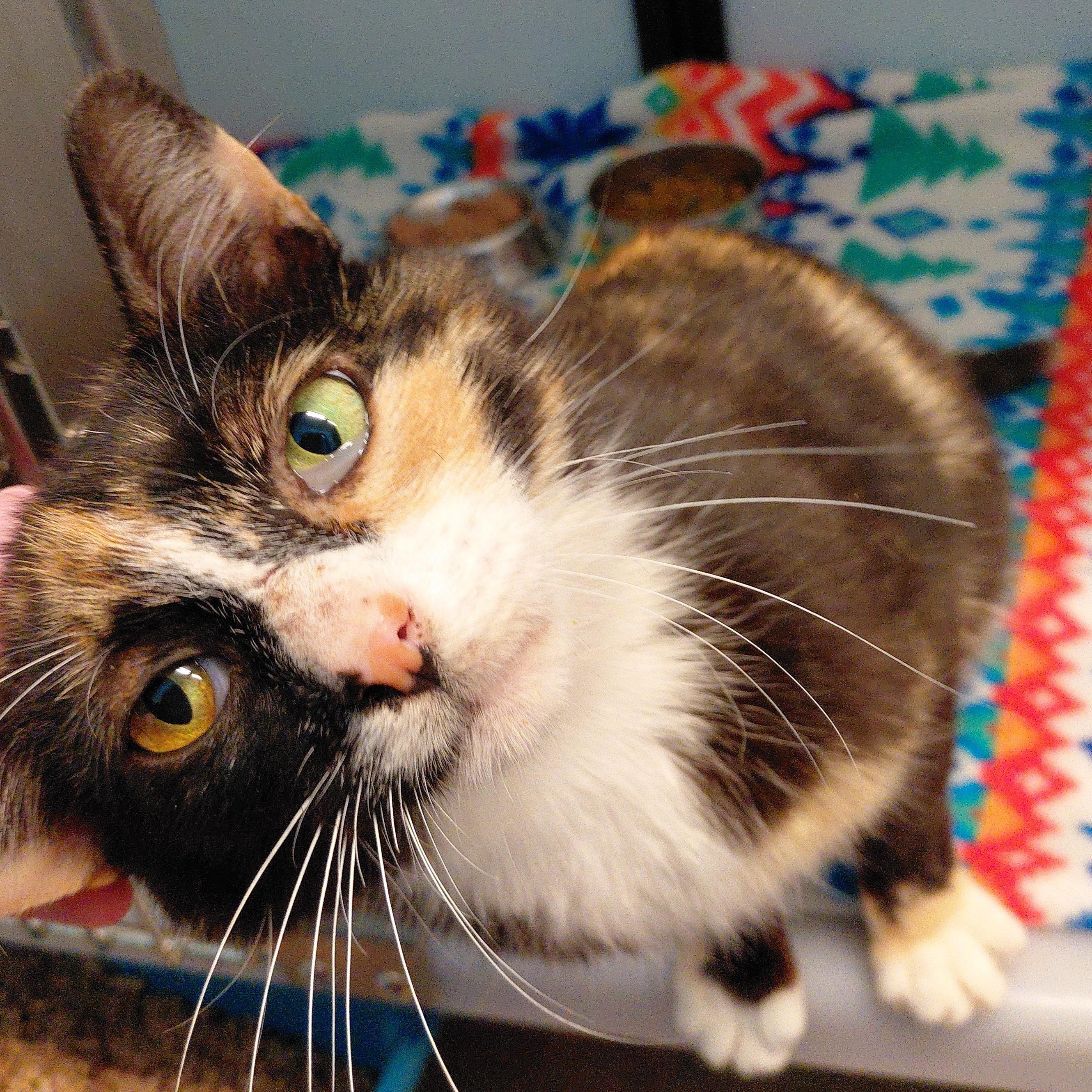 Ginger, an adopted Domestic Short Hair in Stanley, VA image 3/5