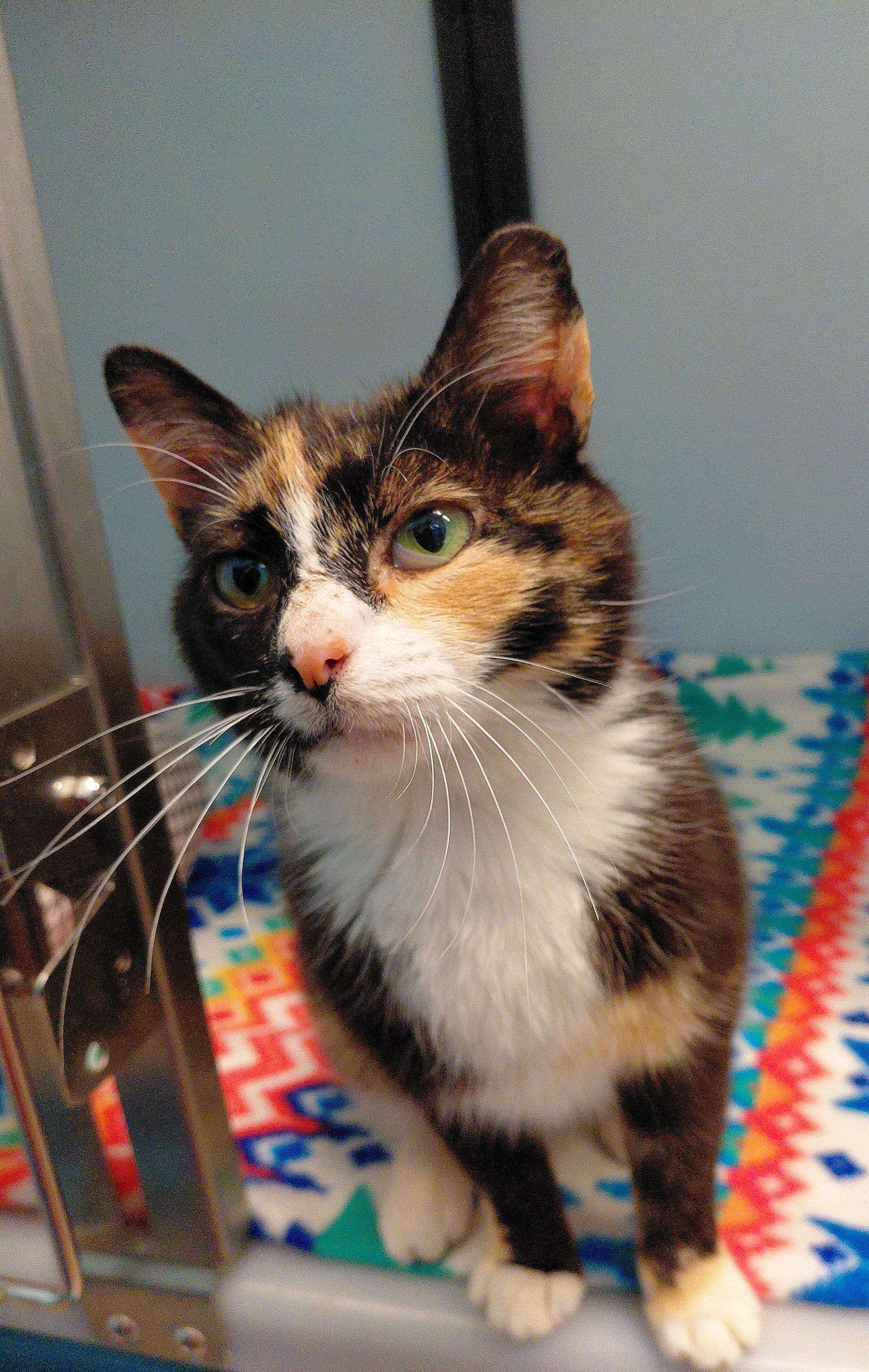 Ginger, an adopted Domestic Short Hair in Stanley, VA image 5/5