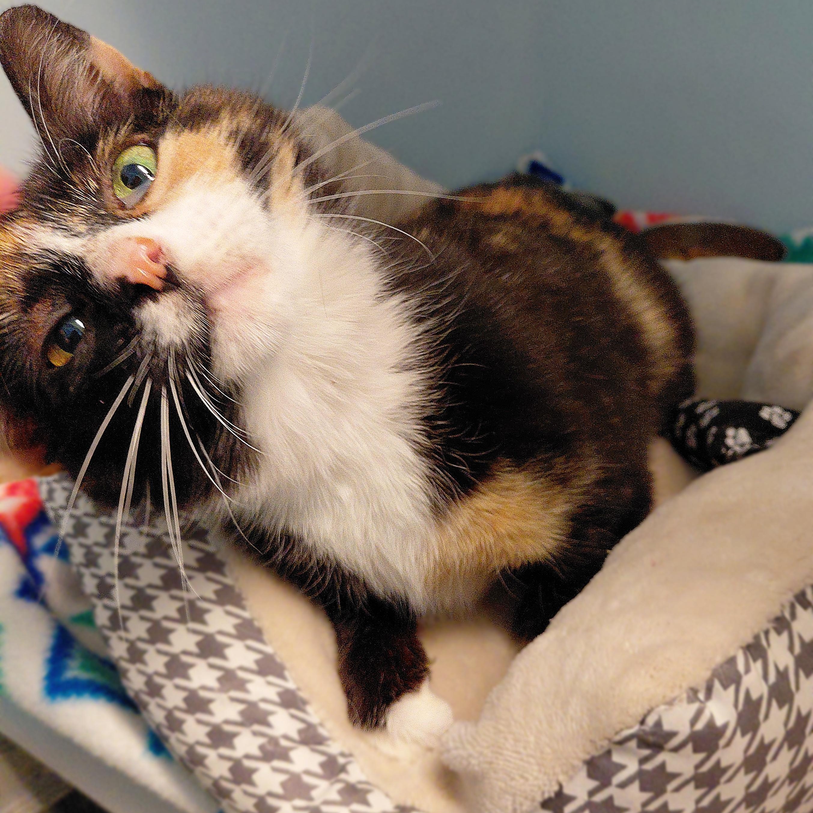 Ginger, an adopted Domestic Short Hair in Stanley, VA image 4/5