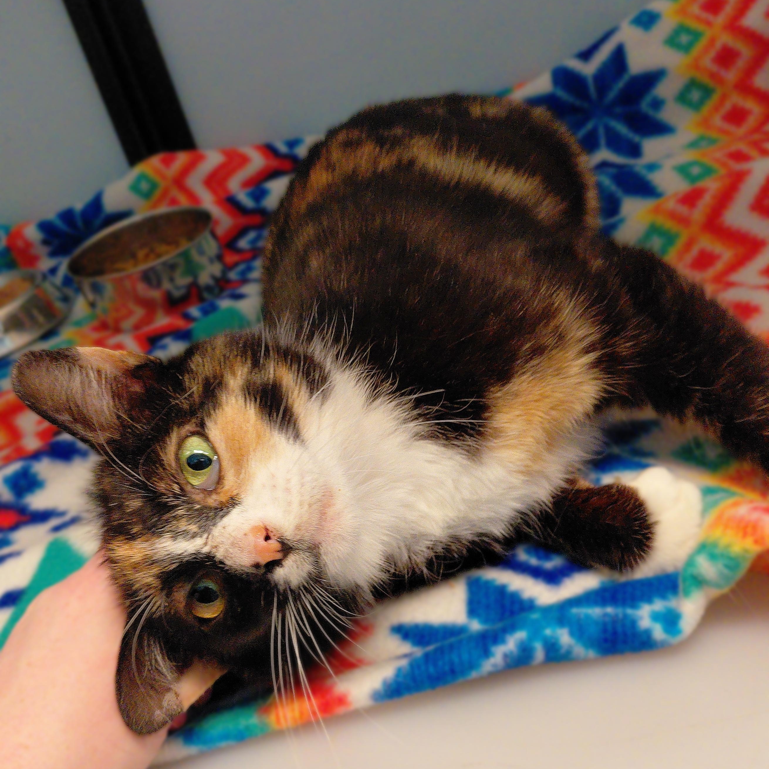 Ginger, an adopted Domestic Short Hair in Stanley, VA image 2/5