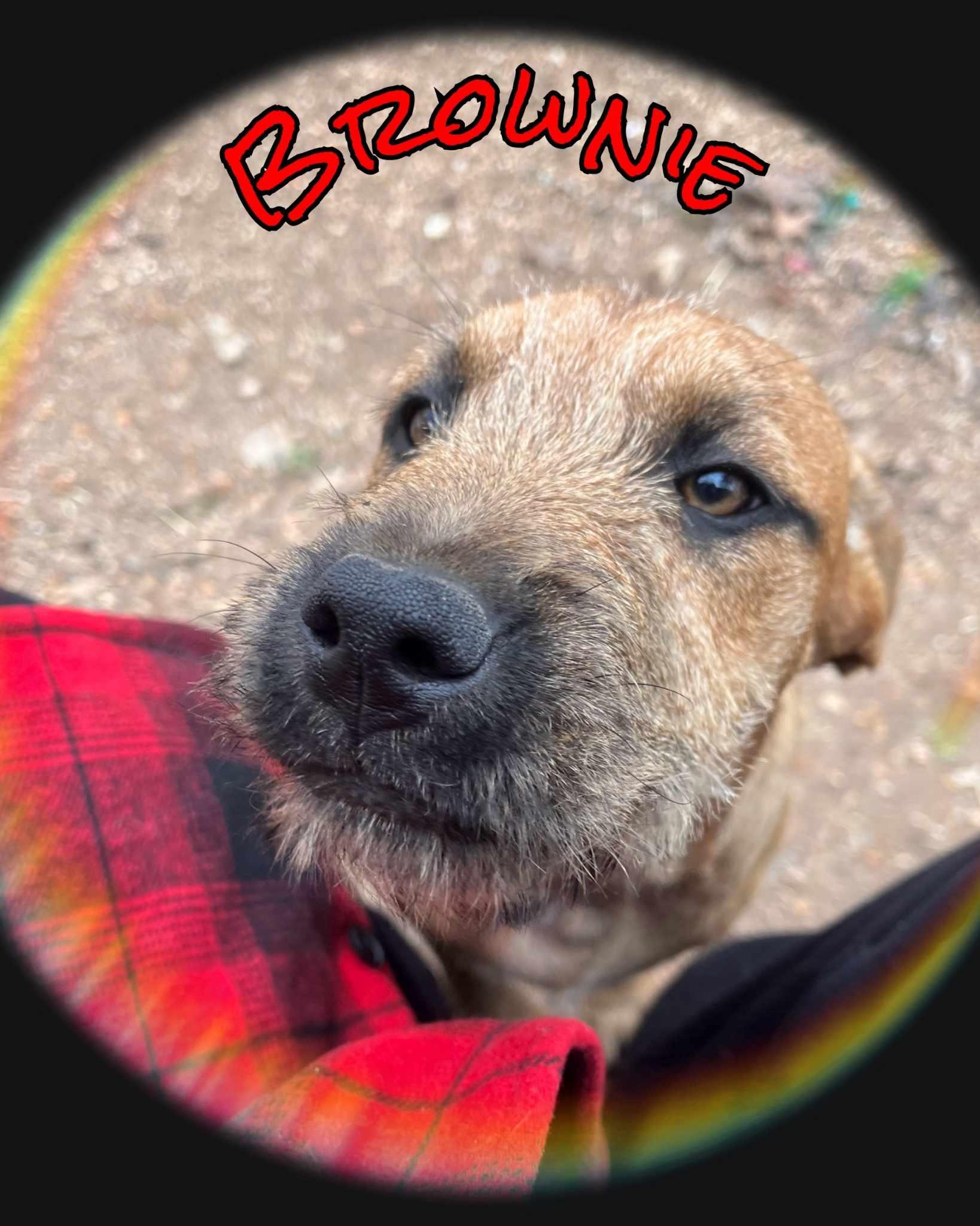 Brownie