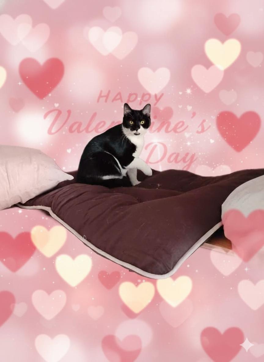 Enlarge Hermie, a ADOPTABLE Domestic Short Hair in Salisbury, MD image 1/1