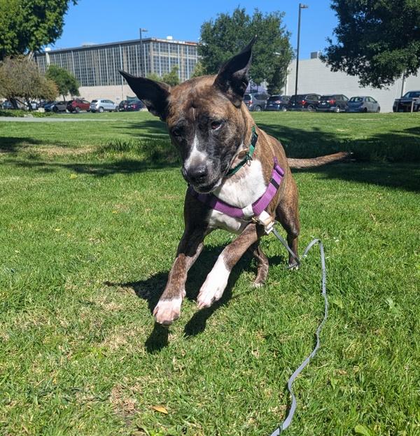 Crayola, a Adoptable mixed breed in Oakland, CA image 1/2