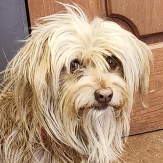 Georgia, Adoptable, Adult Female Shih Tzu & Yorkshire Terrier.