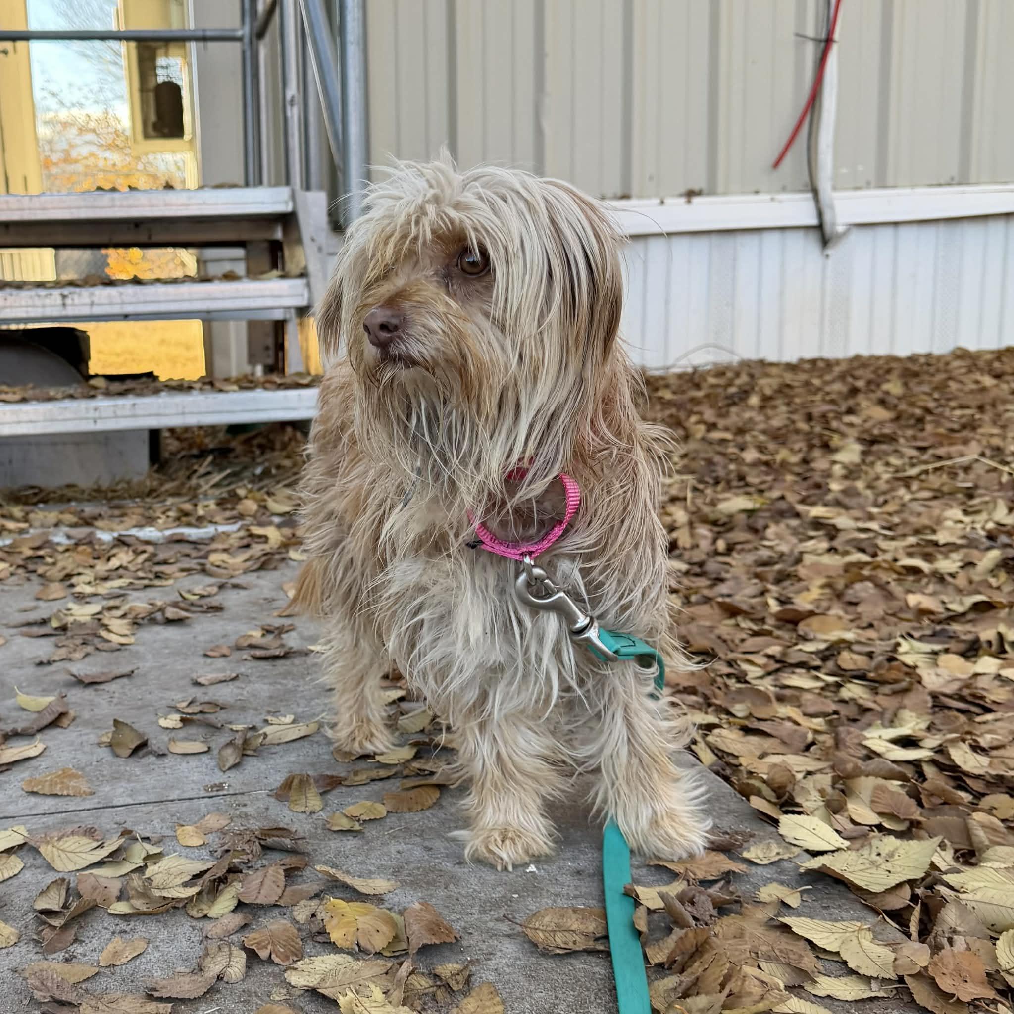 Enlarge Georgia, a Adoptable mixed breed in Boulder, CO image 4/4