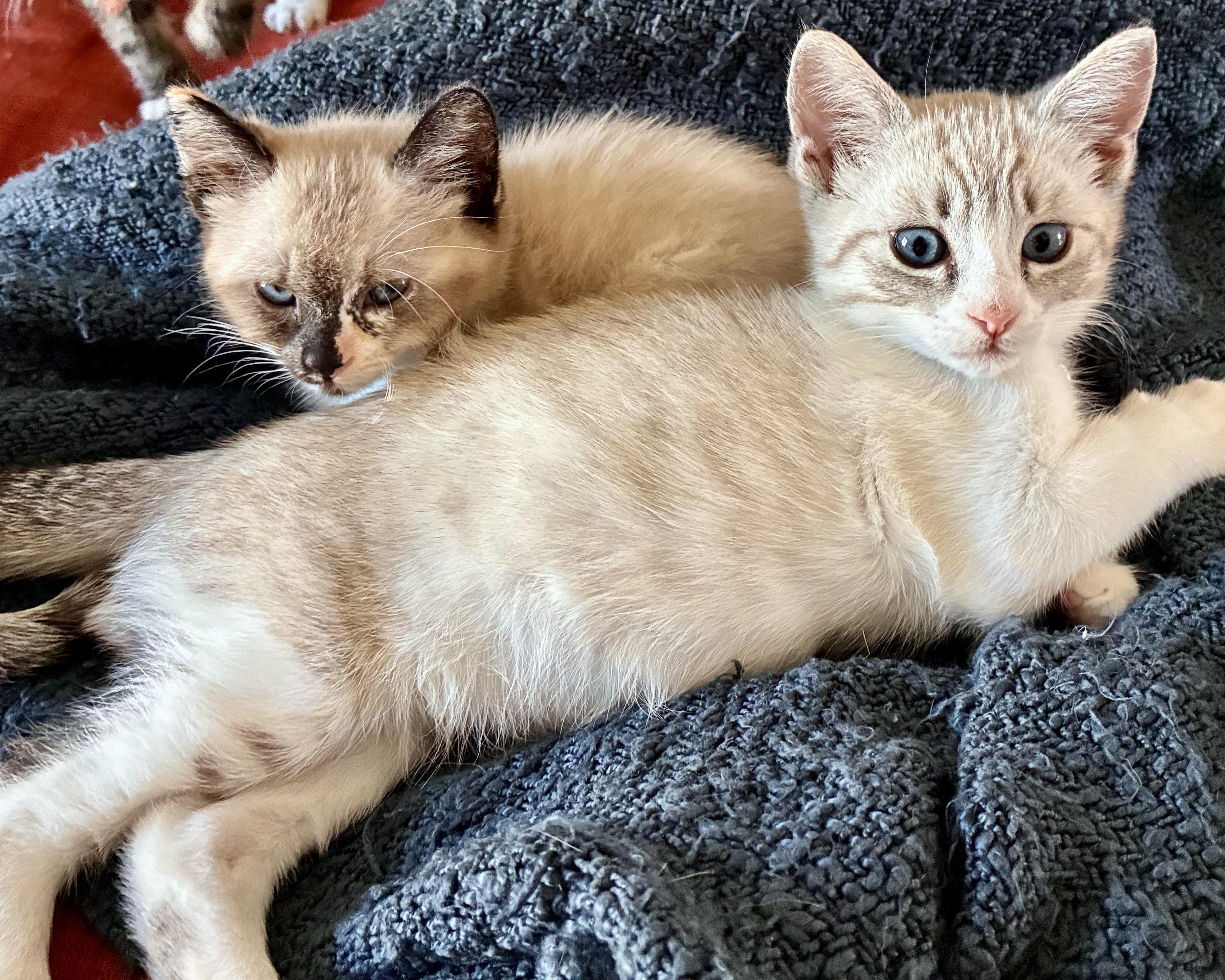 Enlarge Rollie (bonded with Chickadee), a Adopted Siamese in San Francisco, CA image 1/5