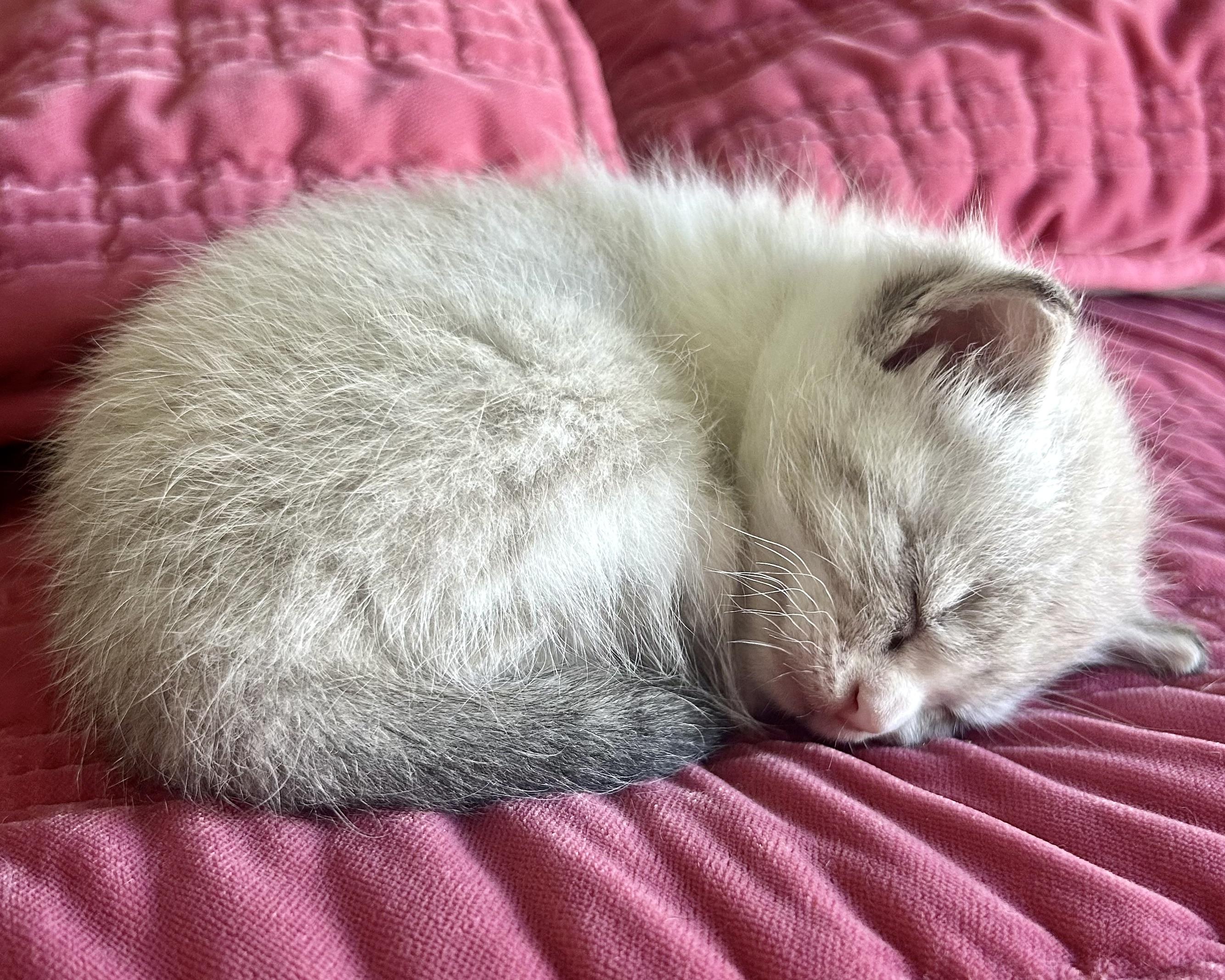Enlarge Rollie (bonded with Chickadee), a Adopted Siamese in San Francisco, CA image 2/5