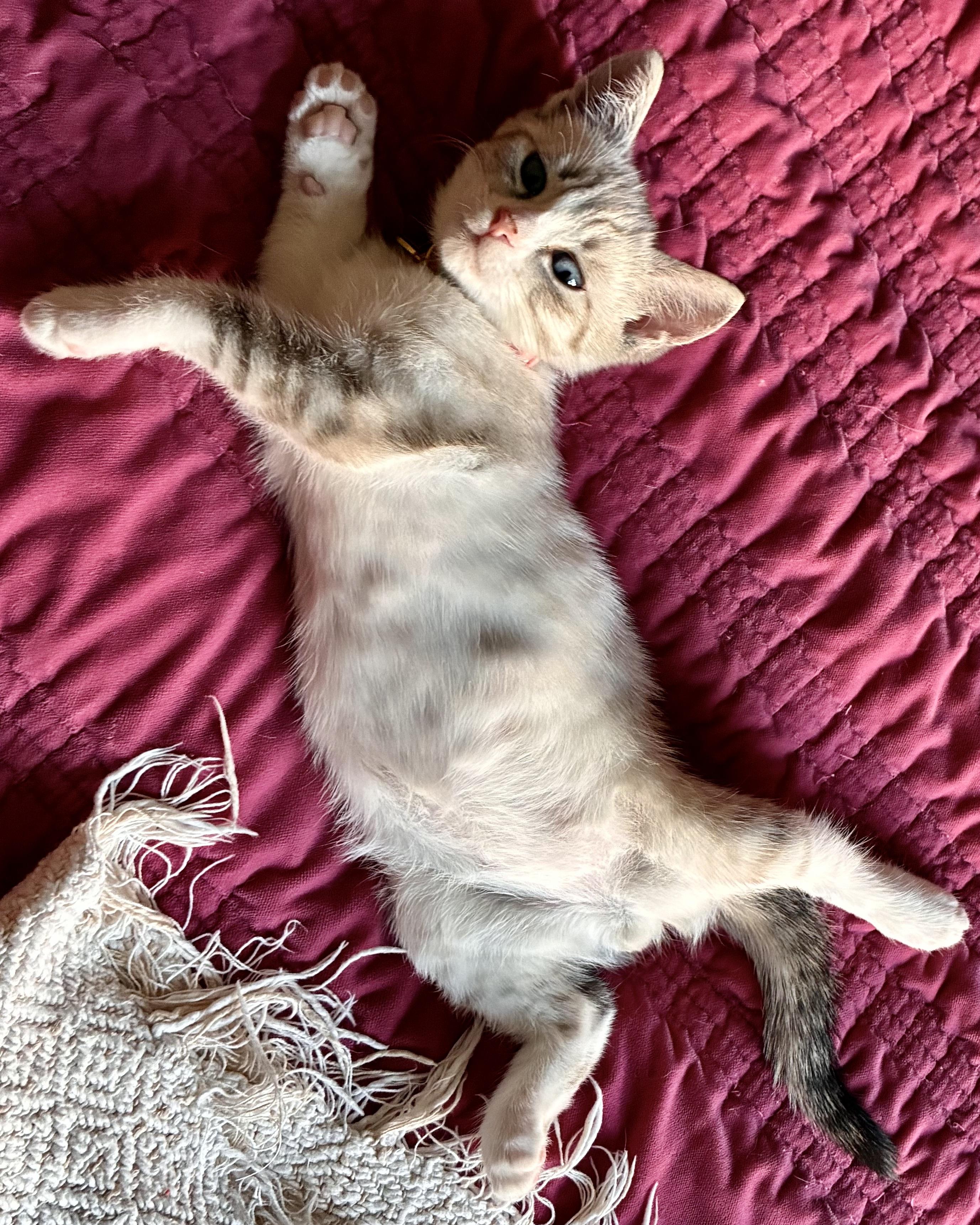 Enlarge Rollie (bonded with Chickadee), a Adopted Siamese in San Francisco, CA image 3/5