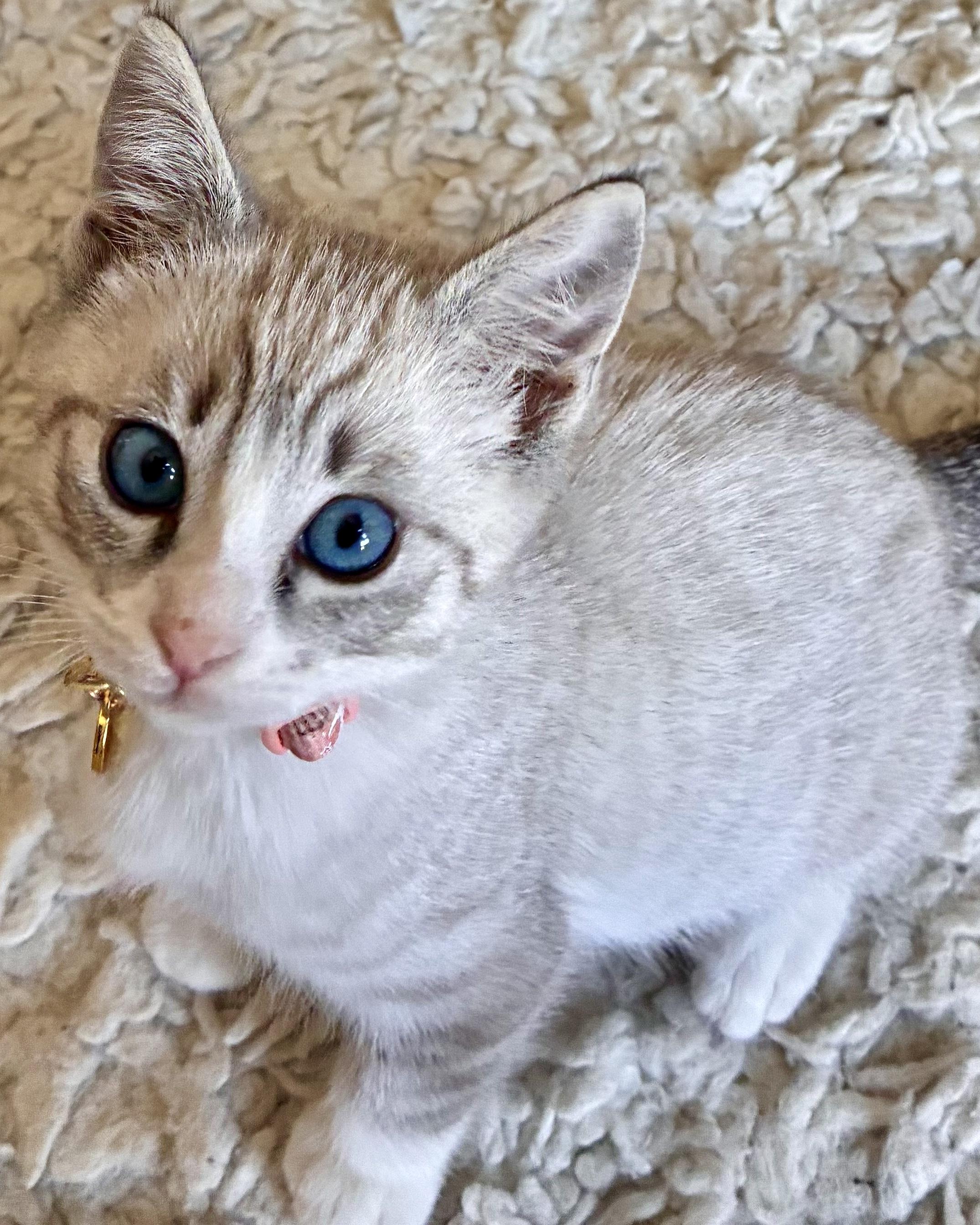 Enlarge Rollie (bonded with Chickadee), a Adopted Siamese in San Francisco, CA image 5/5