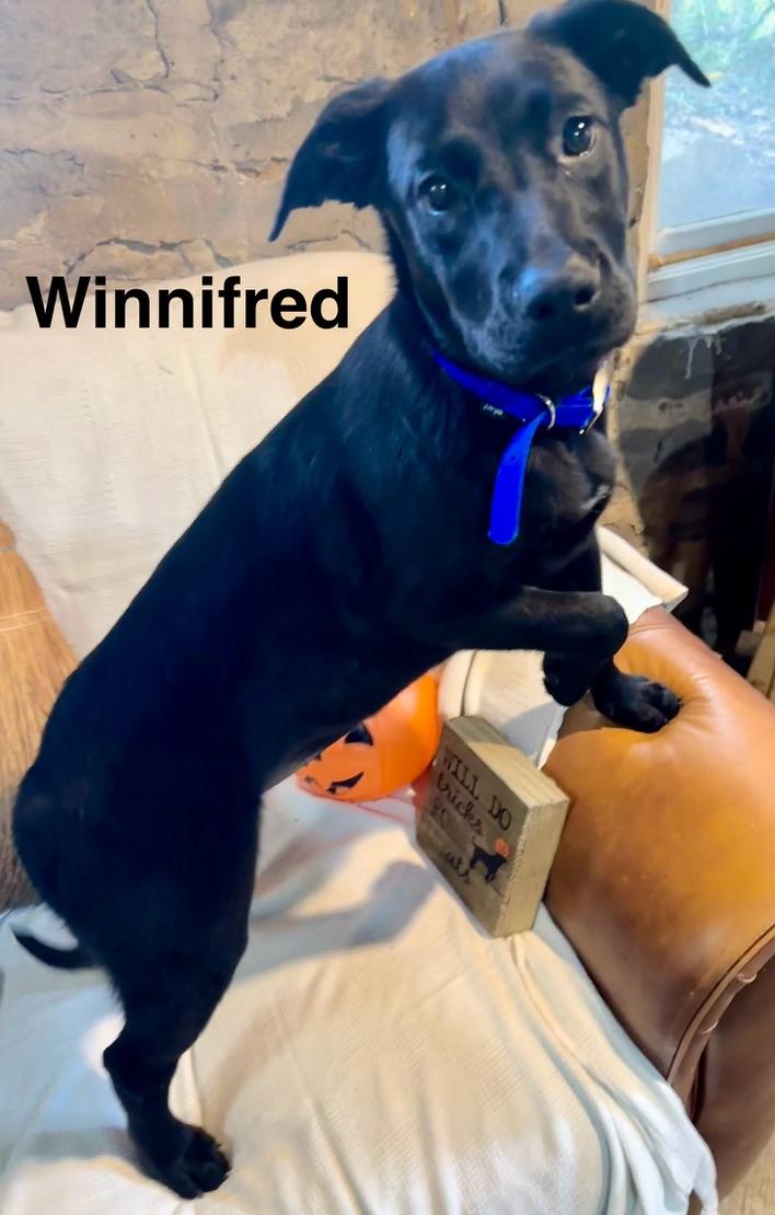 Winnifred