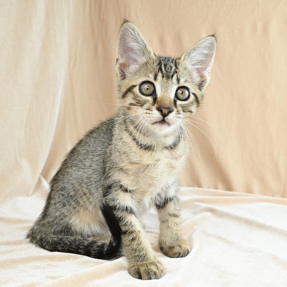 Mater, Adoptable, Kitten Male Domestic Short Hair.