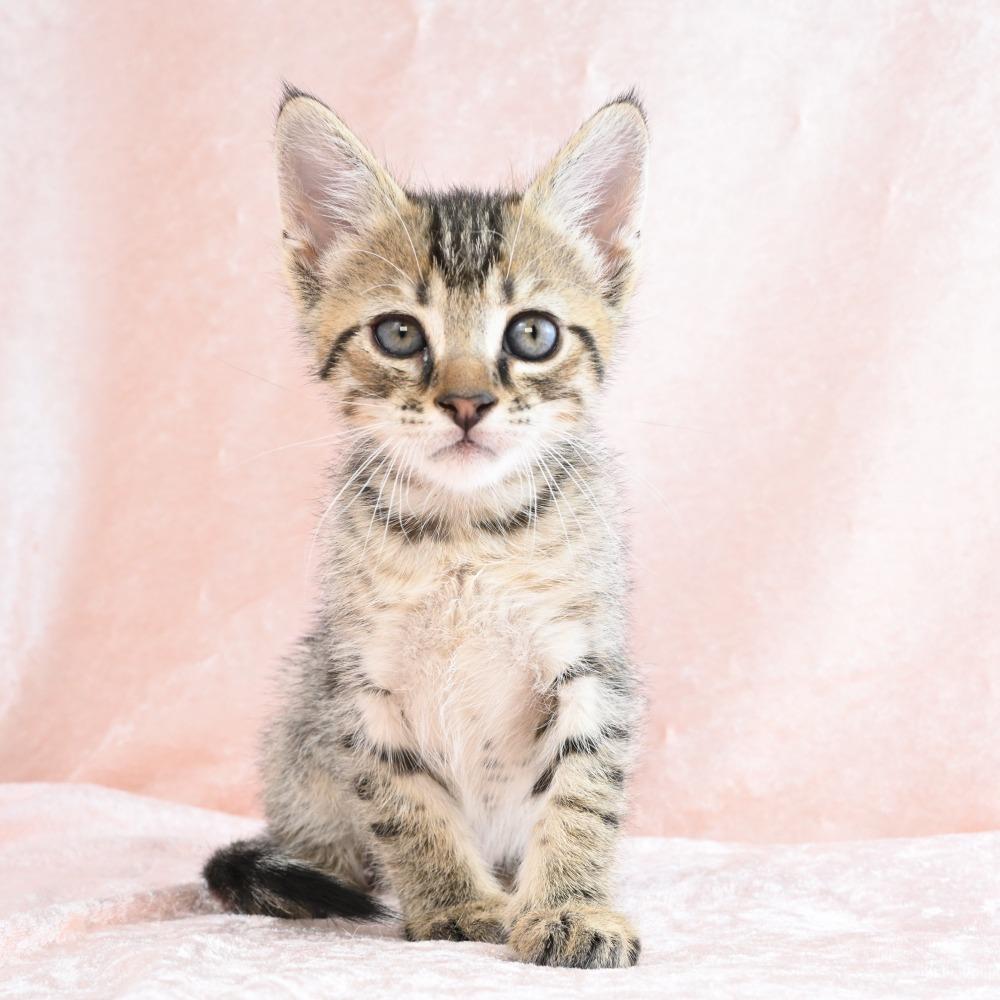 Mater, a Adoptable Domestic Short Hair in Mobile, AL image 1/6