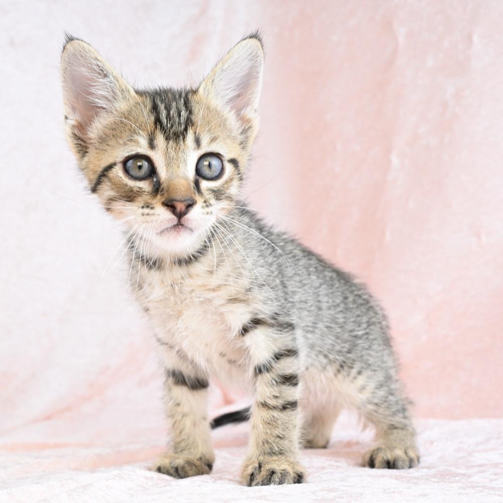 Mater, a Adoptable Domestic Short Hair in Mobile, AL image 2/6