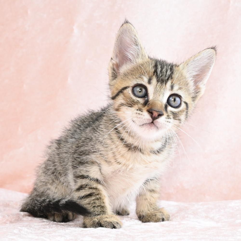 Mater, a Adoptable Domestic Short Hair in Mobile, AL image 3/6