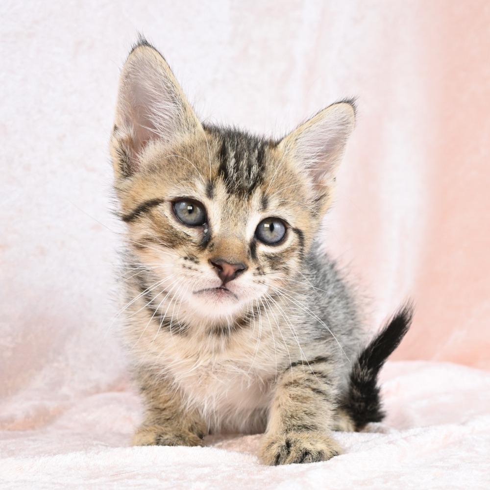 Mater, a Adoptable Domestic Short Hair in Mobile, AL image 4/6