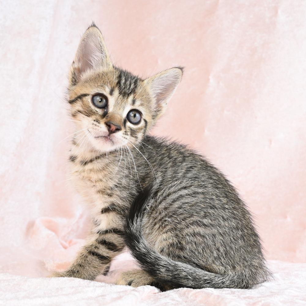 Mater, a Adoptable Domestic Short Hair in Mobile, AL image 5/6