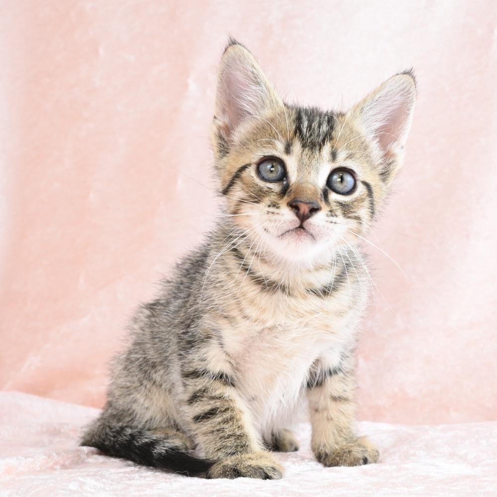 Mater, a Adoptable Domestic Short Hair in Mobile, AL image 6/6