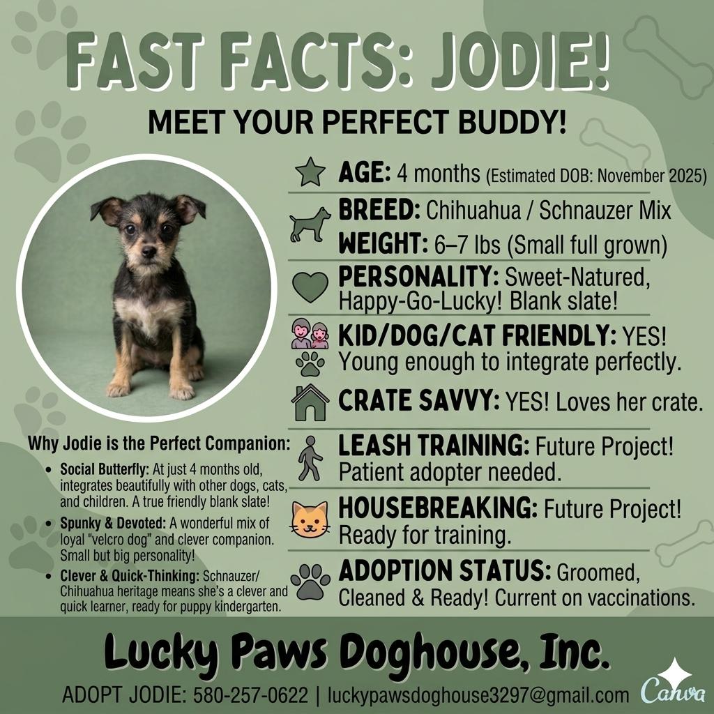 Enlarge Jodie, an adopted mixed breed in Carmel, IN image 2/5
