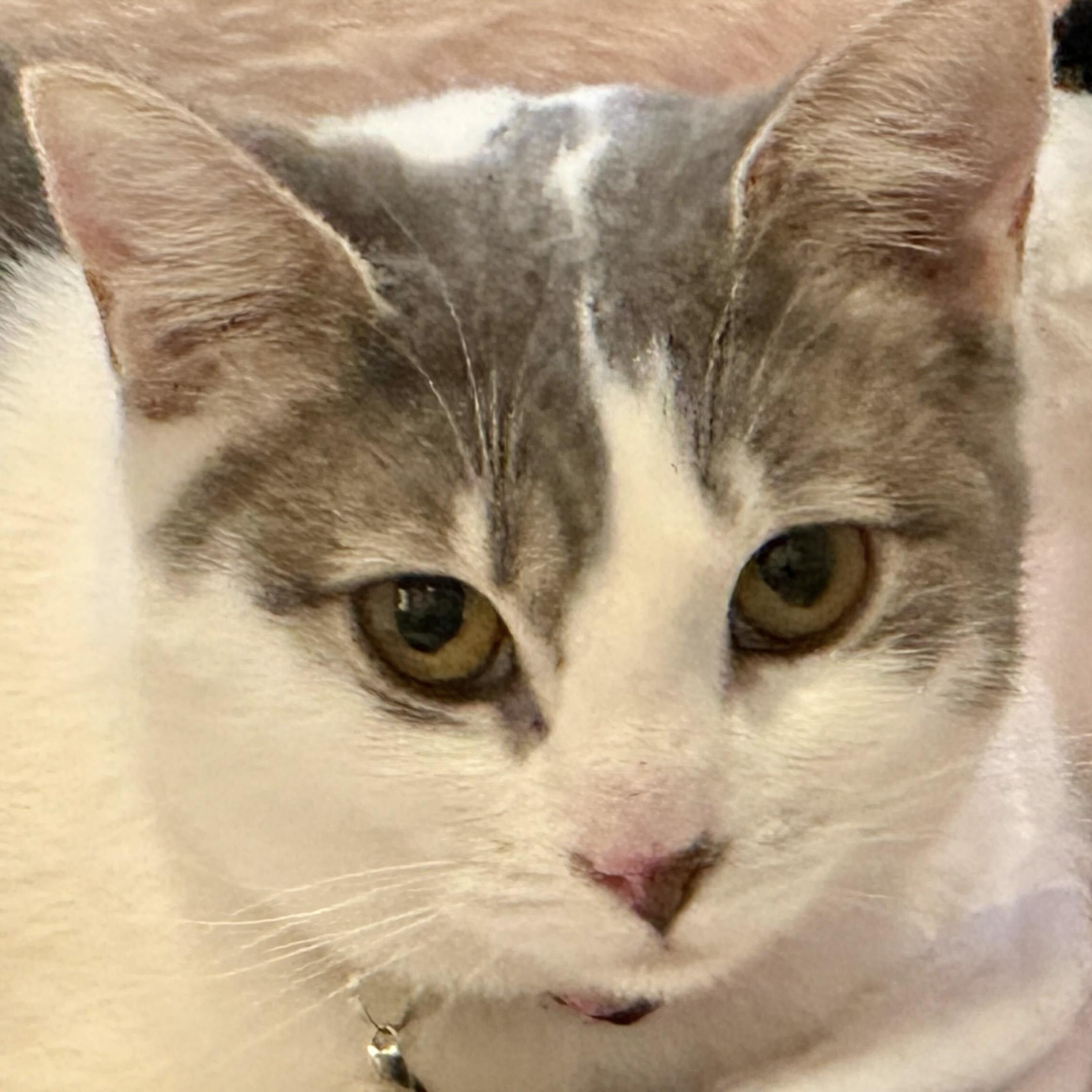 Giselle, Adoptable, Kitten Female Domestic Short Hair.