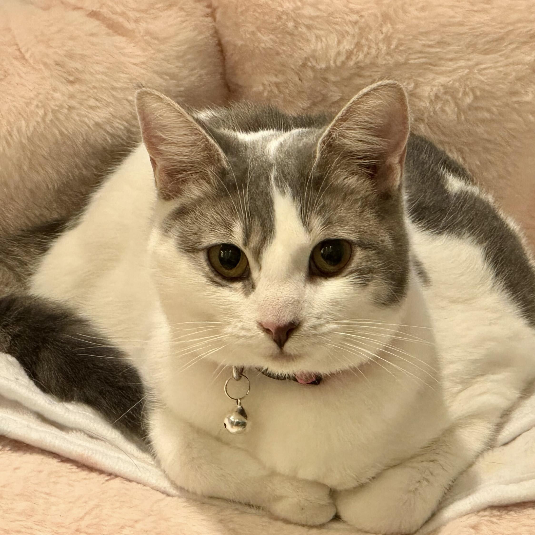 Giselle, a Adoptable Domestic Short Hair in Wilsonville, OR image 2/4