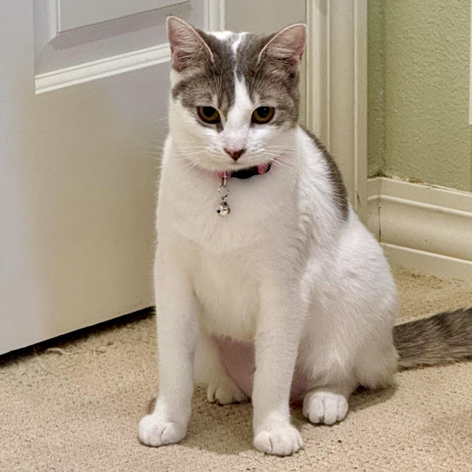 Giselle, a Adoptable Domestic Short Hair in Wilsonville, OR image 3/4