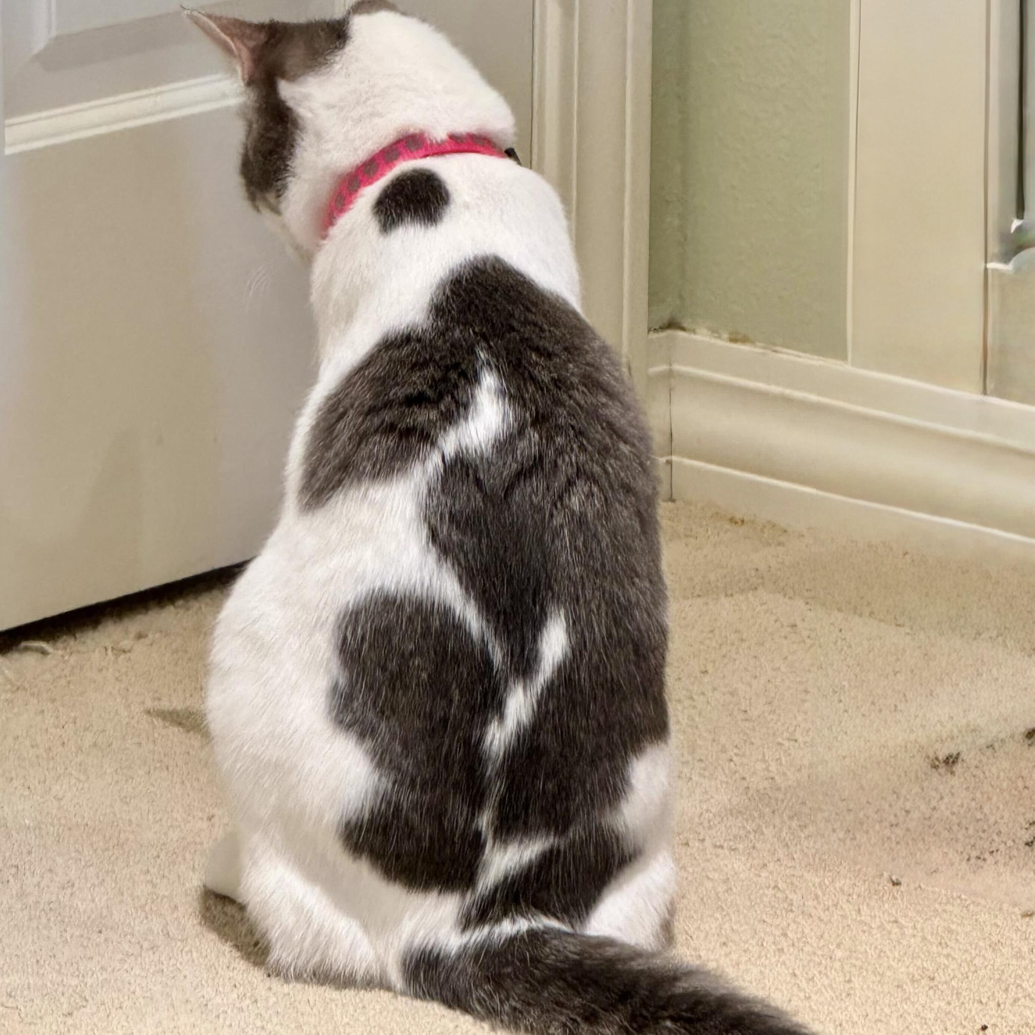 Giselle, a Adoptable Domestic Short Hair in Wilsonville, OR image 4/4