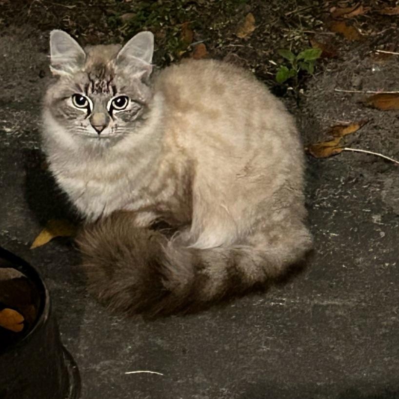 Tiffany, a Adoptable Domestic Medium Hair in Raeford, NC image 1/2