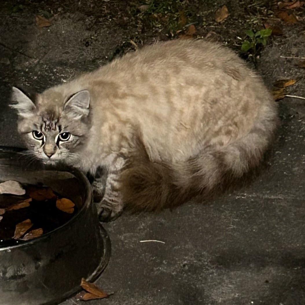 Tiffany, a Adoptable Domestic Medium Hair in Raeford, NC image 2/2