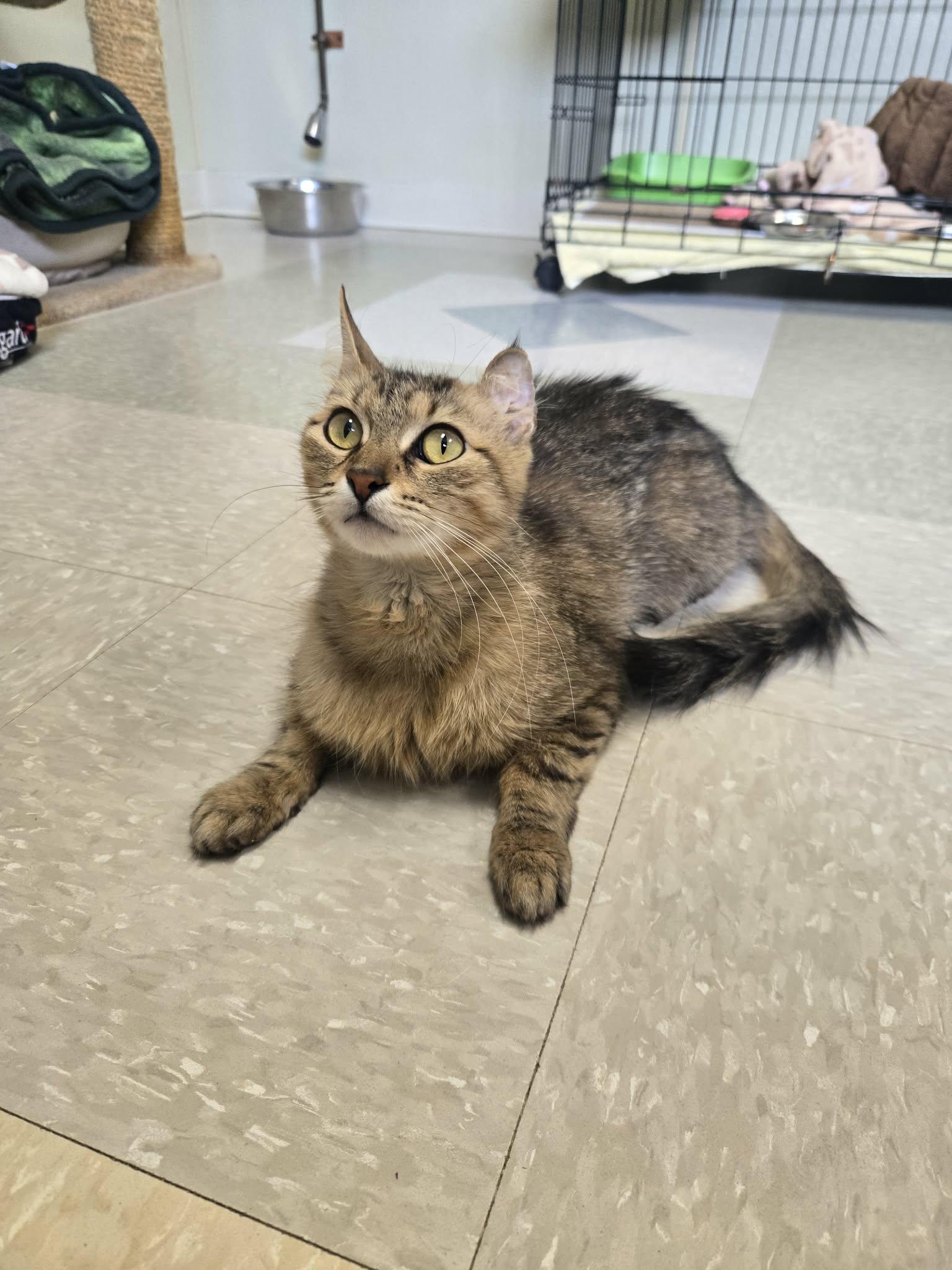 Azalea, ADOPTABLE, Young Female Domestic Medium Hair.