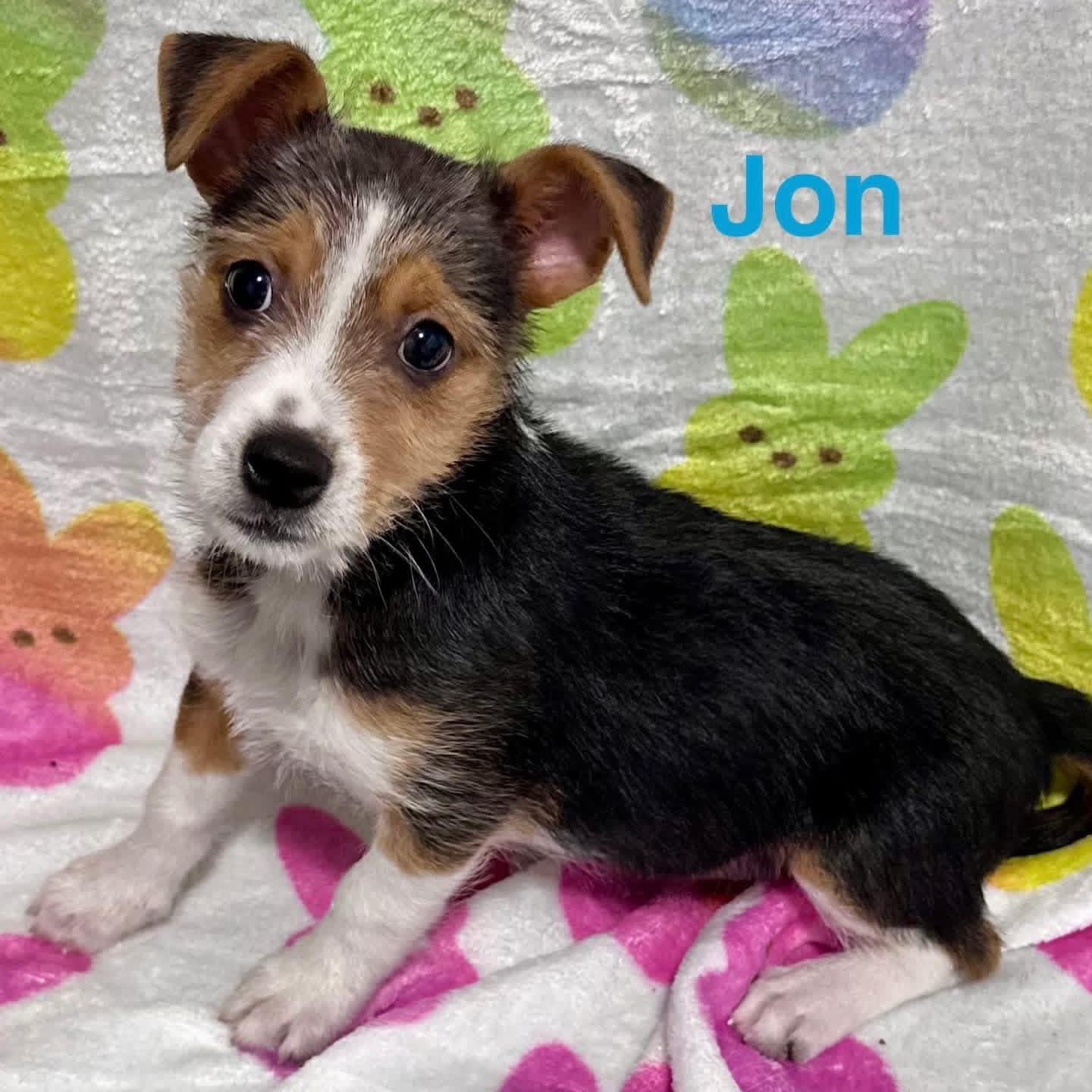 Enlarge Jon, a ADOPTABLE mixed breed in Joliet, IL image 1/1