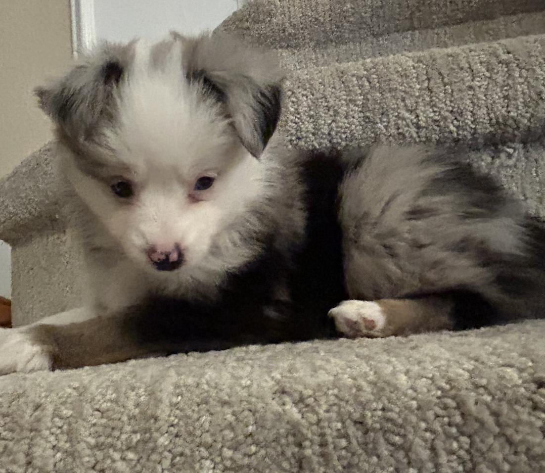 Lucy (Peanuts)/Aurora, Adopted, Young Female Australian Shepherd.