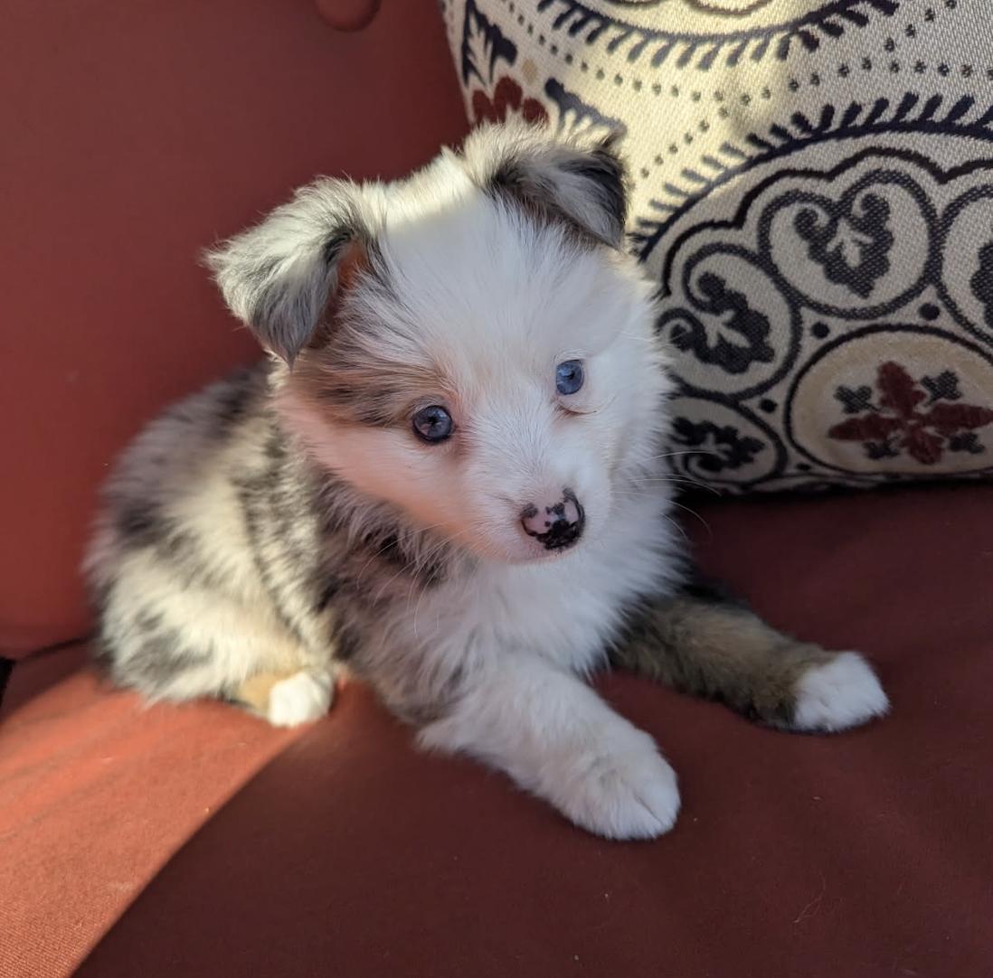 Lucy (Peanuts)/Aurora, a Adopted Australian Shepherd in Arlington, TX image 2/6